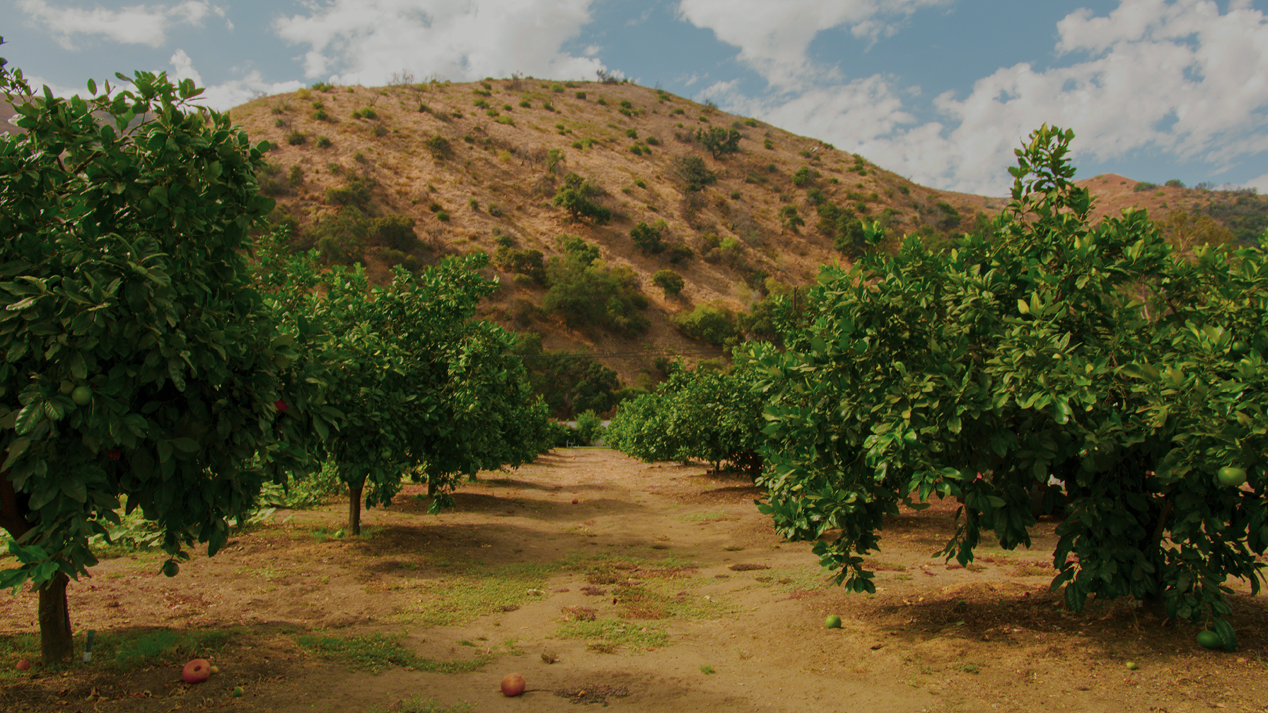 Orchard rows of green trees on dry soil with a scrubby hillside and partly cloudy sky behind them