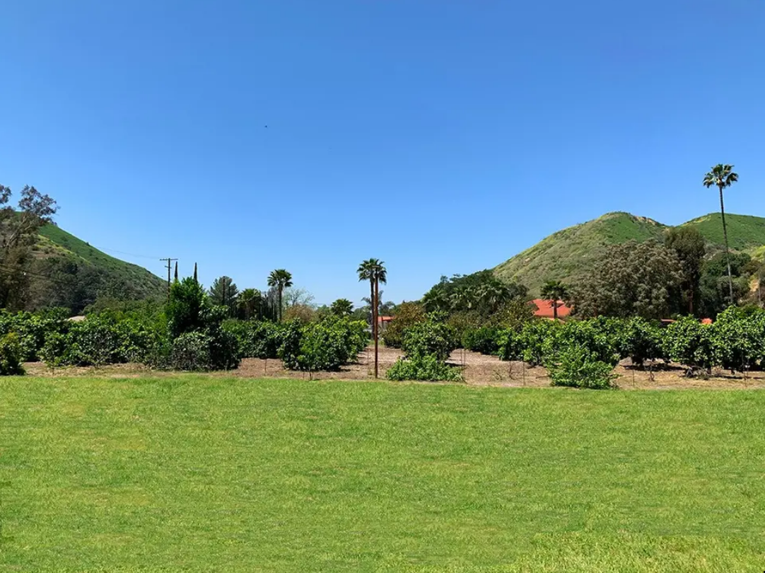 Sunny green lawn with palm trees and hills under a clear blue sky