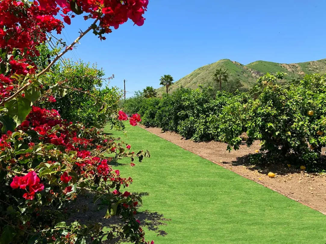 Bright garden path beside red bougainvillea, green lawn, and shrubs under a clear blue sky.