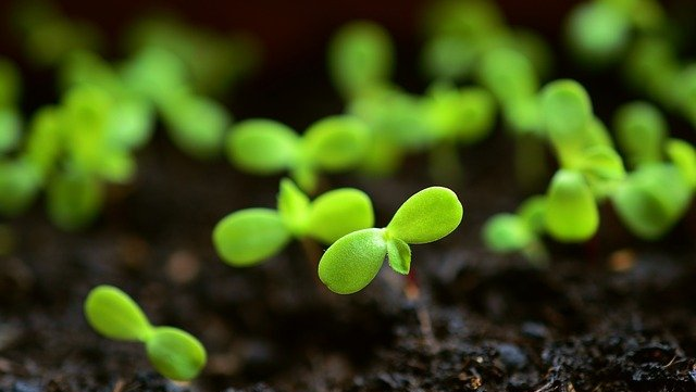 lawn overseeding and topdressing service surrey BC