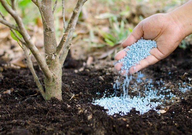 moss control surrey BC