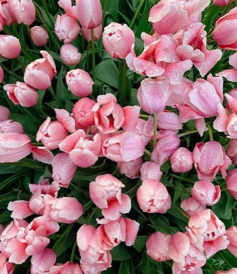 what planting zone is surrey in surrey bc
