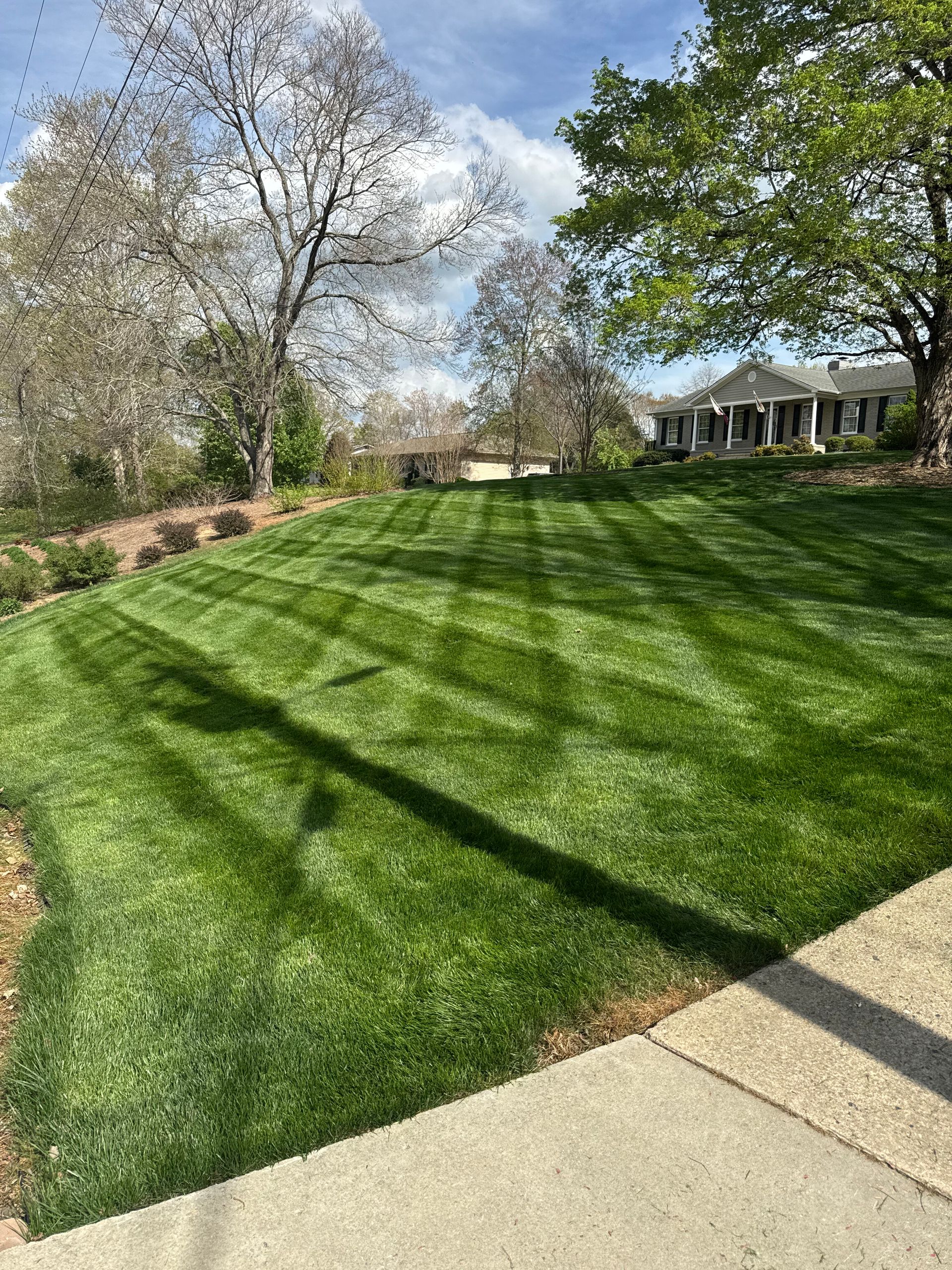 Sunny front yard with striped green lawn, trees, and a house in the background