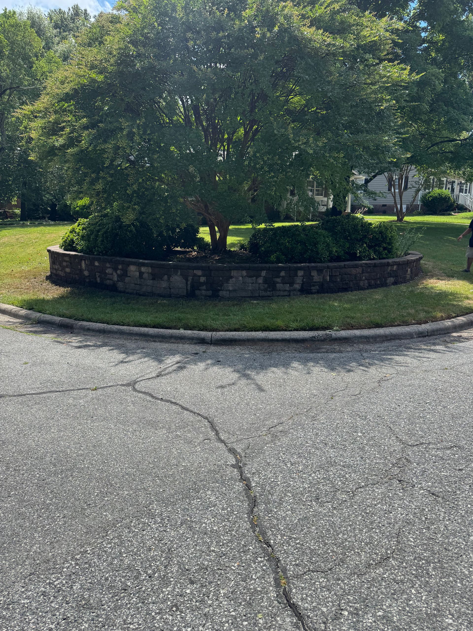 Circular landscaped planter with a small tree and shrubs beside a cracked paved road in sunlight