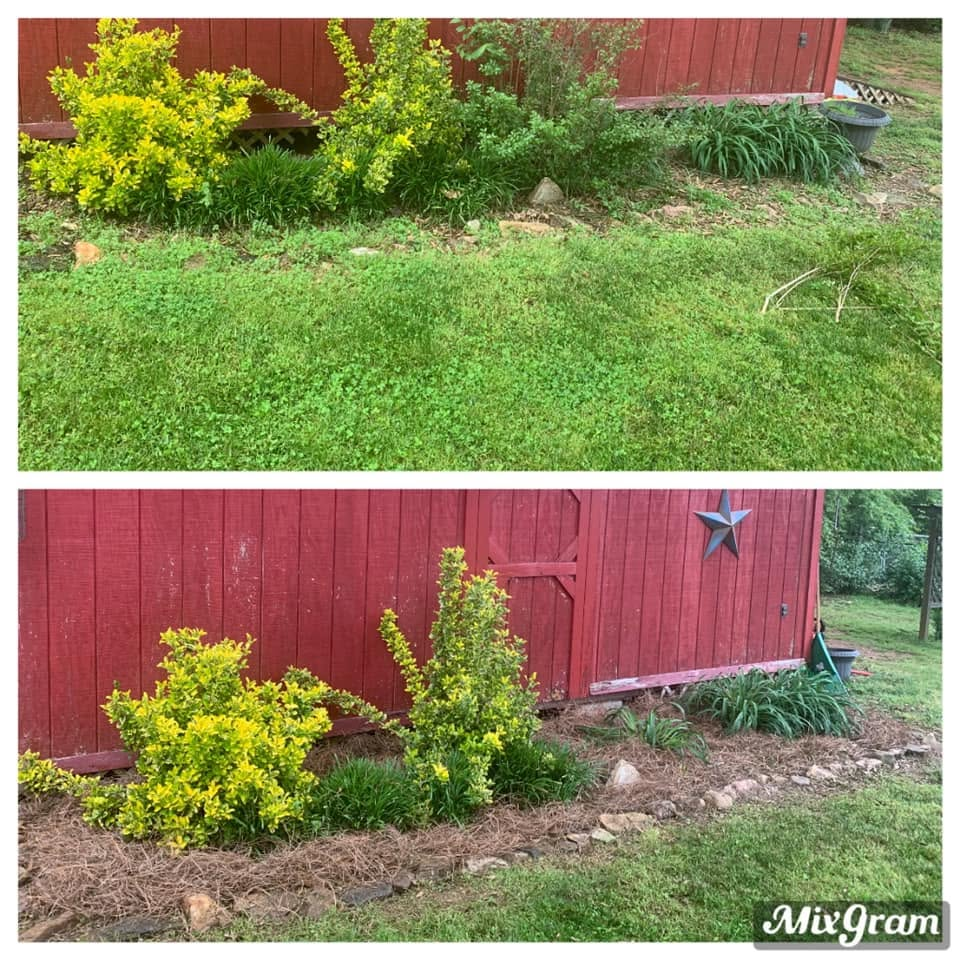 Two garden beds beside a red wooden fence, showing before-and-after landscaping with yellow shrubs and edging.