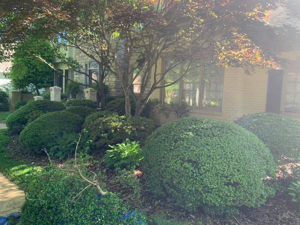 Sunny garden with trimmed shrubs and a large tree beside a building, lit by soft morning light.