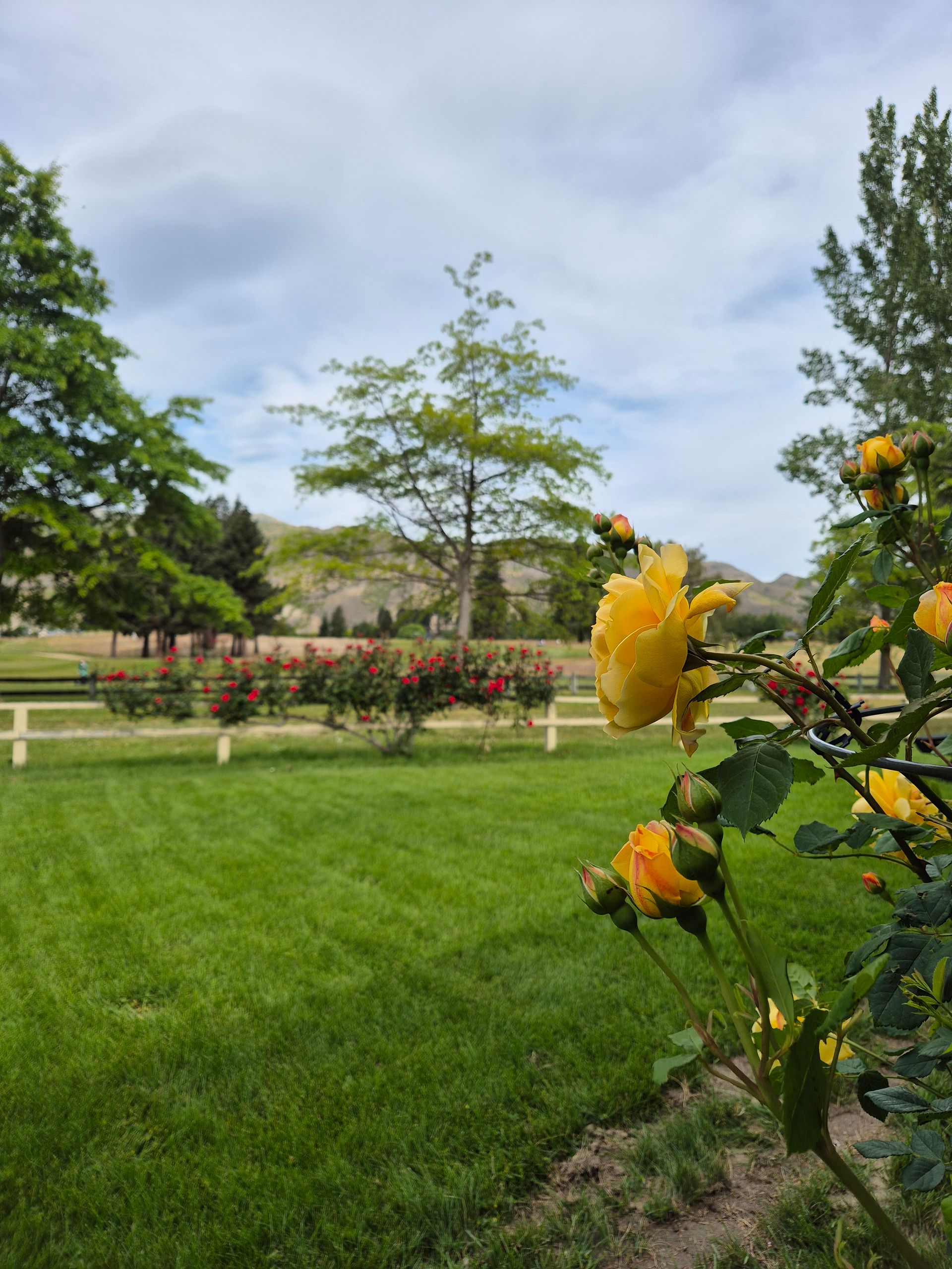ROSES AND GOLF COURSE VIEWS