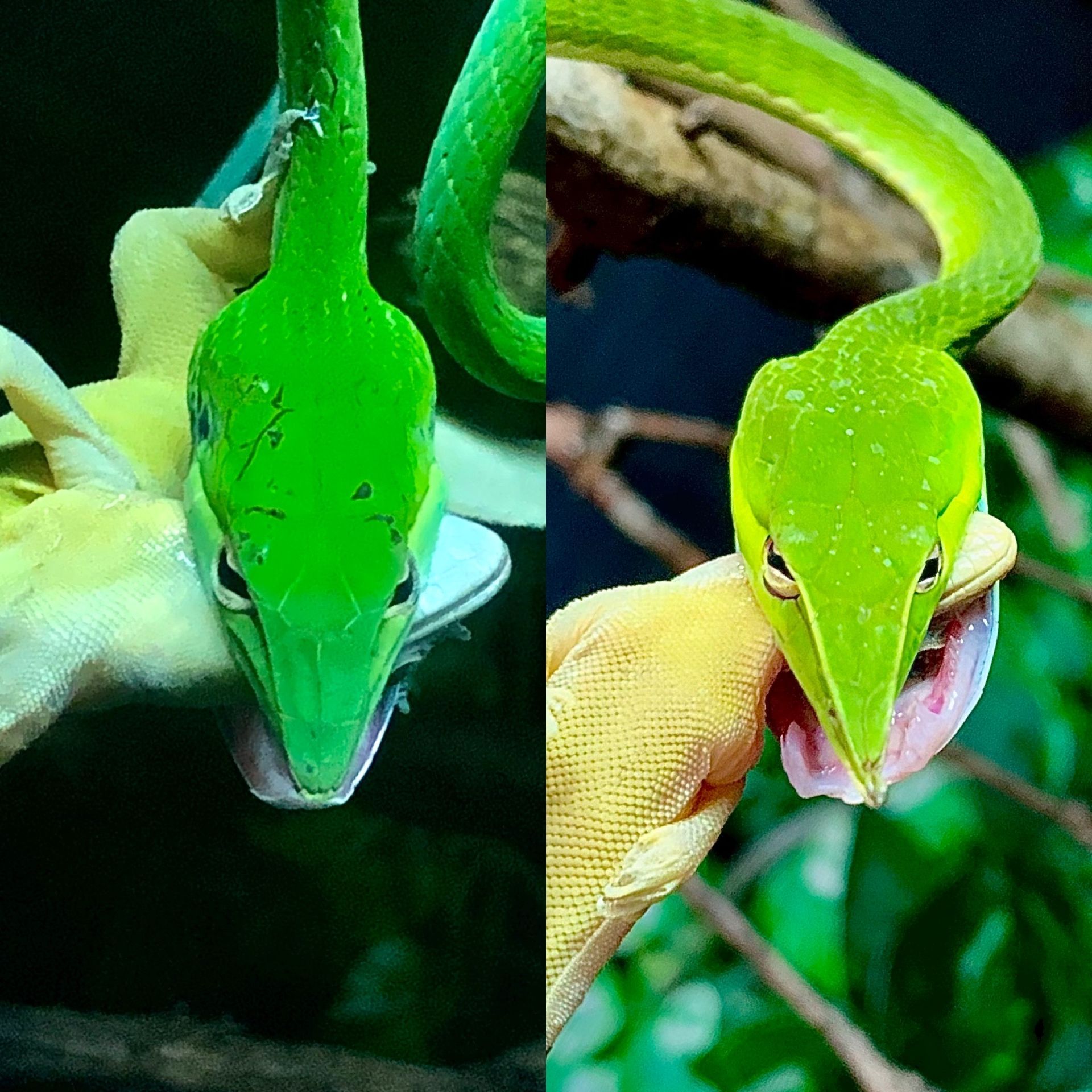 Zwei leuchtend grüne Schlangen, die auf einem gelben Tuch in einem laubbewachsenen Gehege nach vorne blicken.