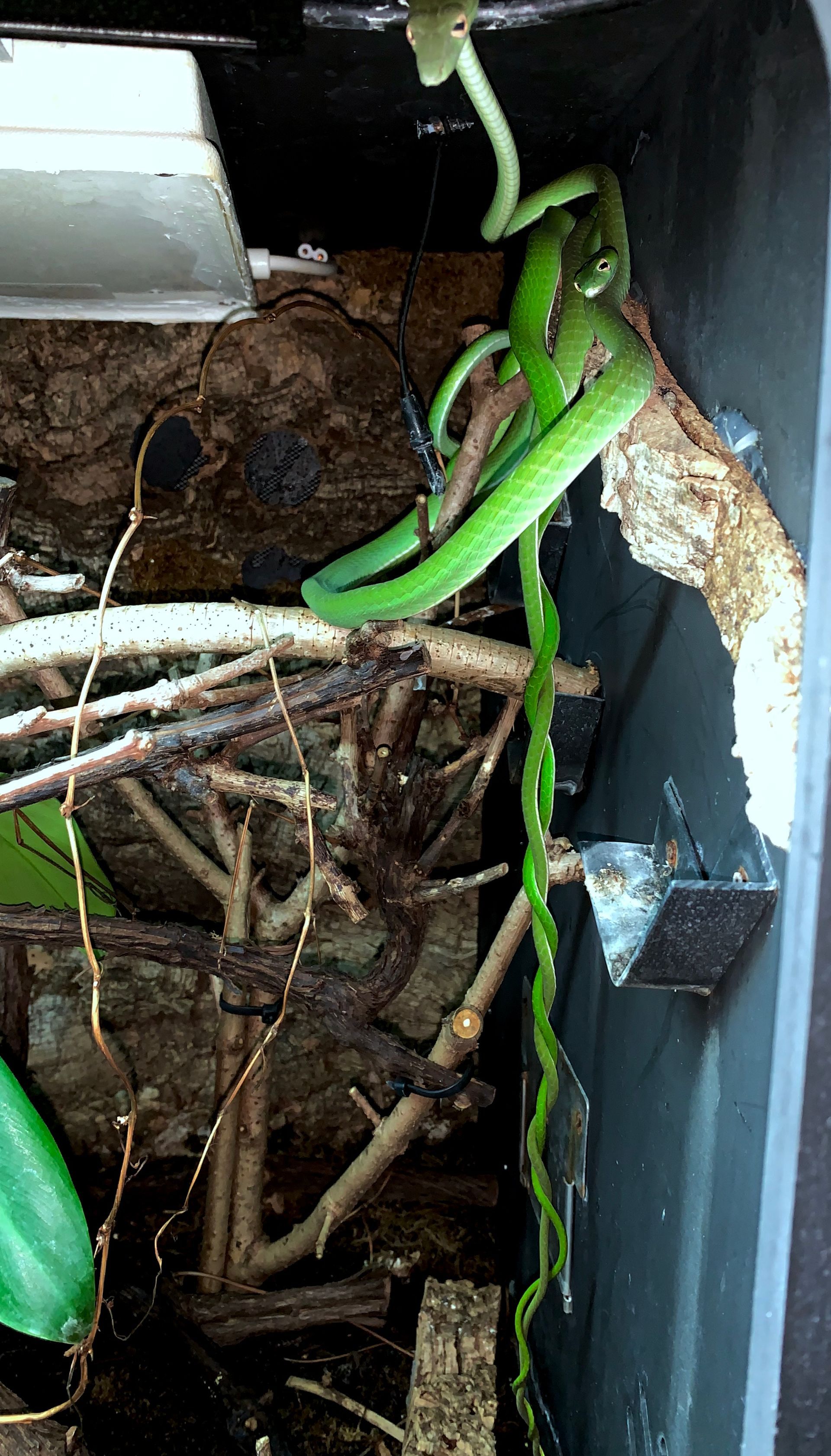 Eine grüne Schlange liegt zusammengerollt auf Ästen in einem Terrarium, nahe einer weißen Gehegewand und einem Rindenhintergrund.