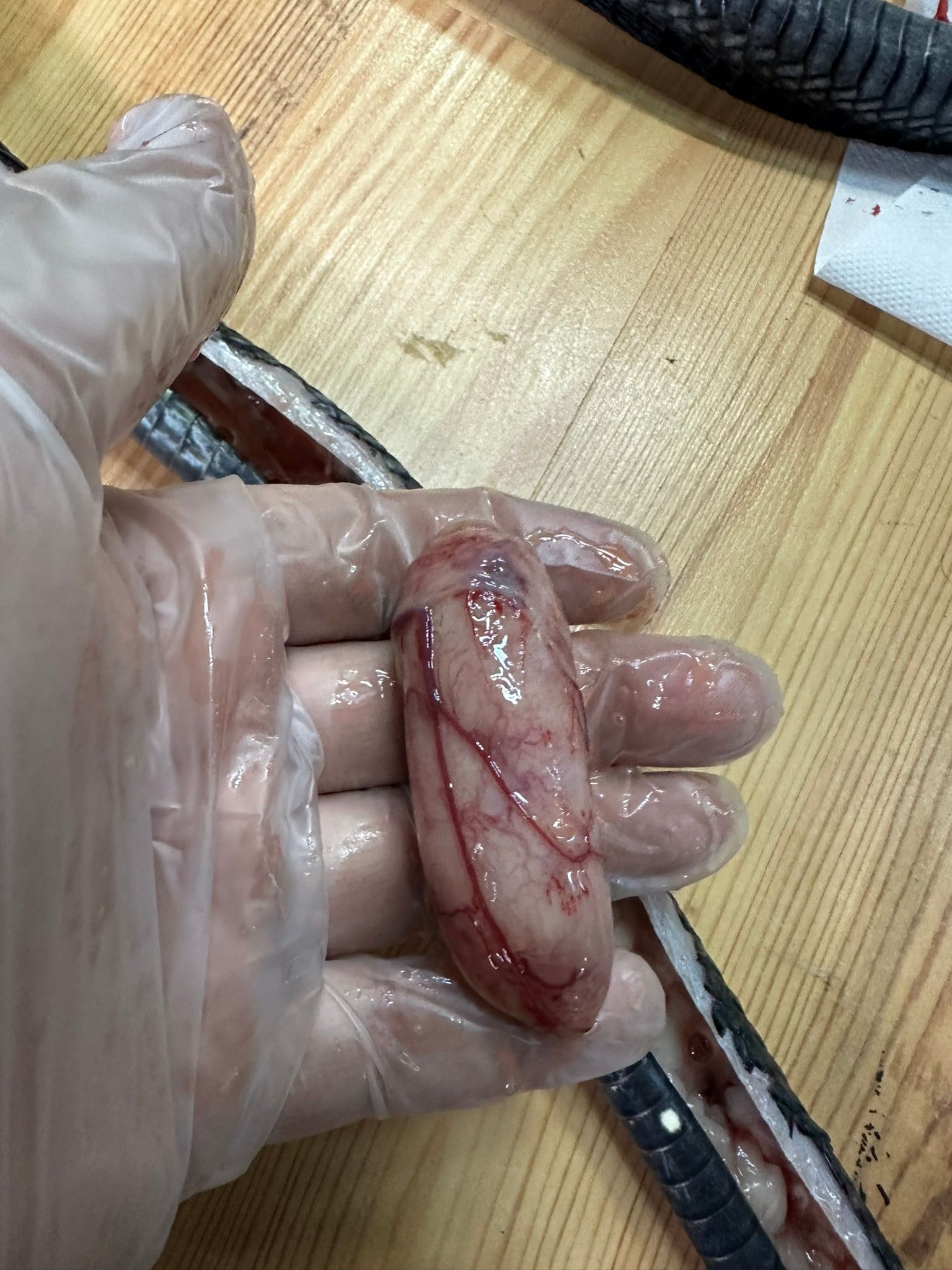 Eine behandschuhte Hand hält ein kleines, blutiges, rohes Organ auf einer Werkbank, in deren Nähe sich Werkzeuge befinden.