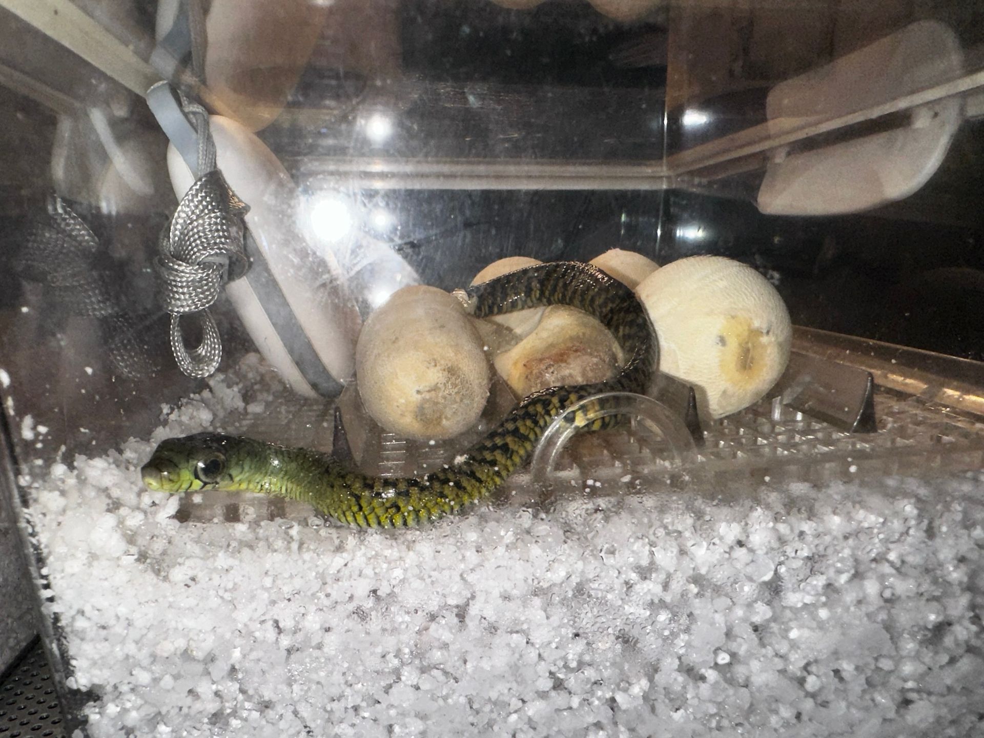 Schlangen lagen zusammengerollt auf weißem Kies neben mehreren Eiern in einem Terrarium.