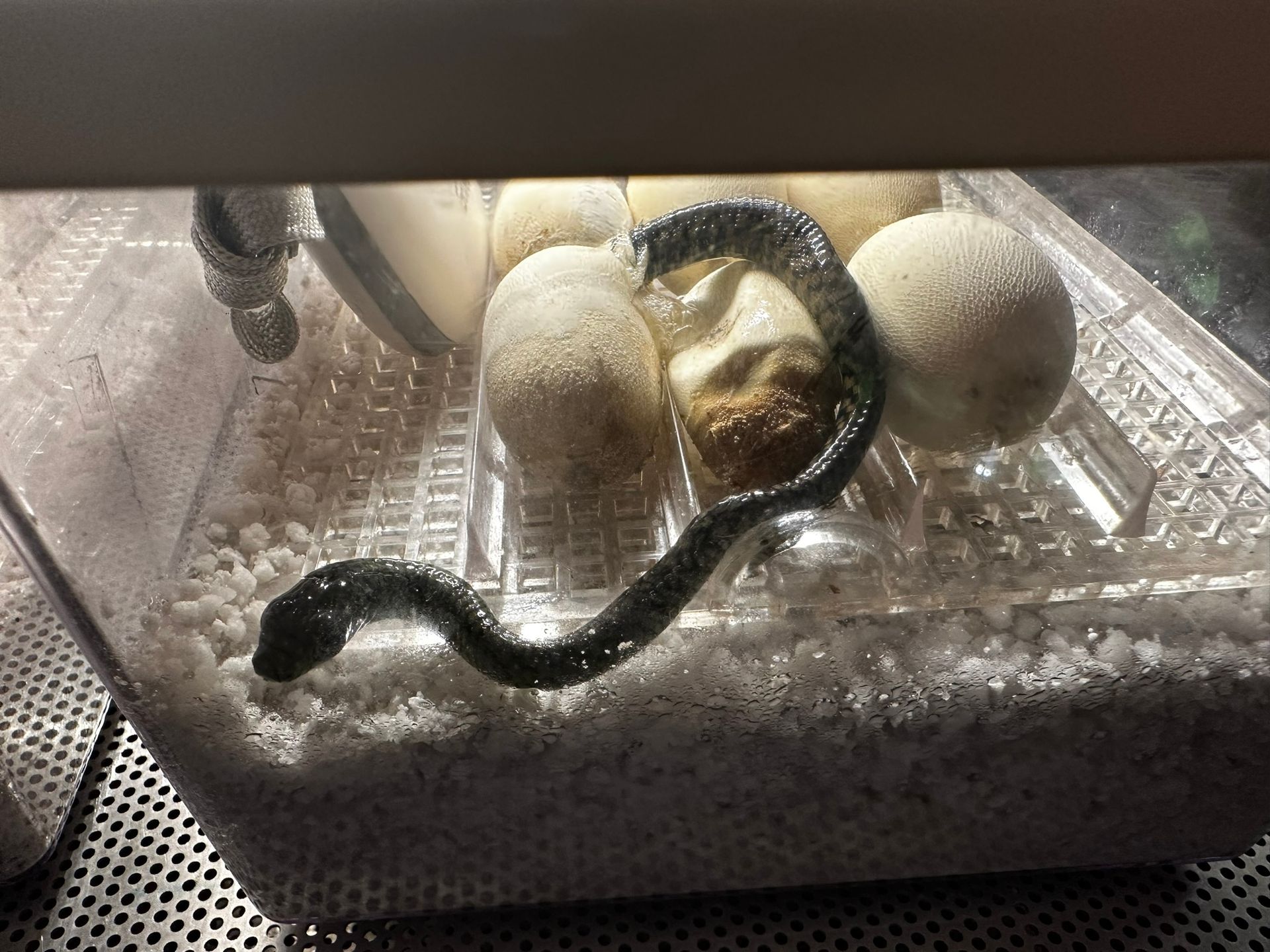 Zwei schwarze Schlangen hatten sich in einem Plastikbehälter mit Einstreu und Wassernapf um ein weißes Ei gewunden.