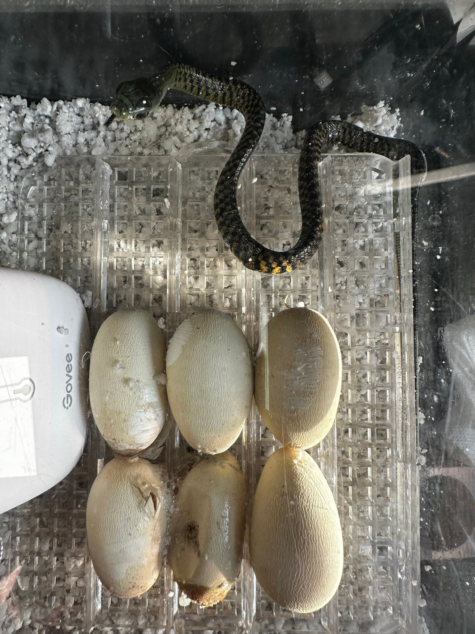Sechs Eier in einem Nest unter einer schwarzen Wärmelampe in einem Brutkasten