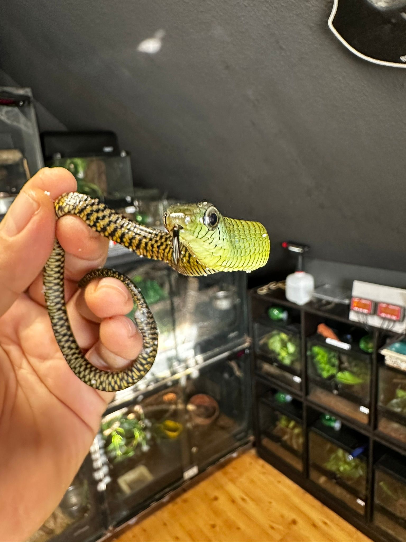 Eine Hand hält eine gelbgrüne Schlange in einem Reptilienraum mit Terrarien und Holzboden.