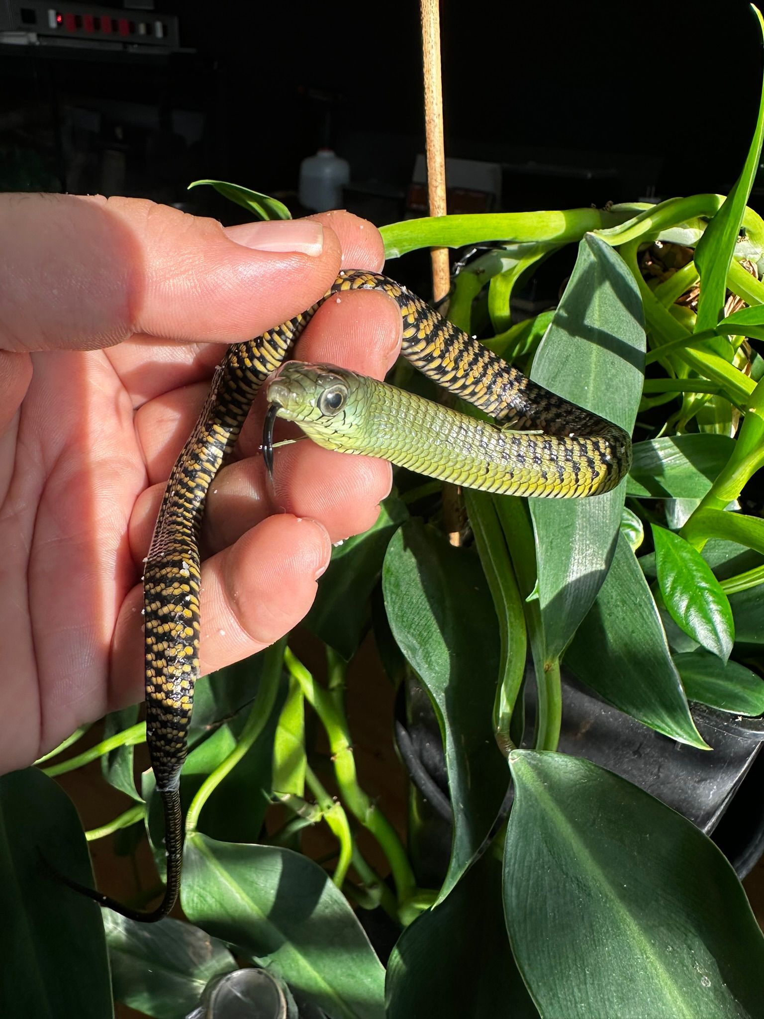 Eine Hand hält eine kleine, gemusterte Schlange zwischen grünen Zimmerpflanzenblättern im Sonnenlicht.