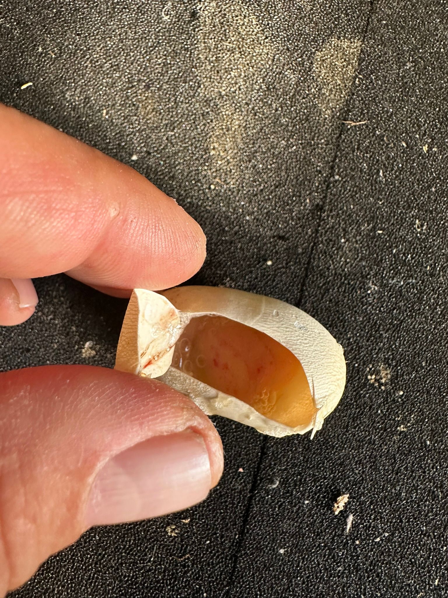 Eine Hand hält eine kleine, aufgeschnittene Muschel mit einem durchscheinenden, bernsteinfarbenen Kern darin auf dunklem, strukturiertem Stoff.
