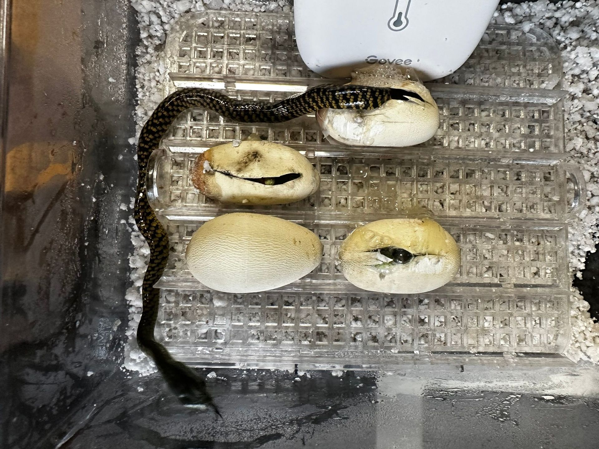 Eine Python hatte sich um vier Eier in einem Drahtkäfig oder Gehege gewickelt.