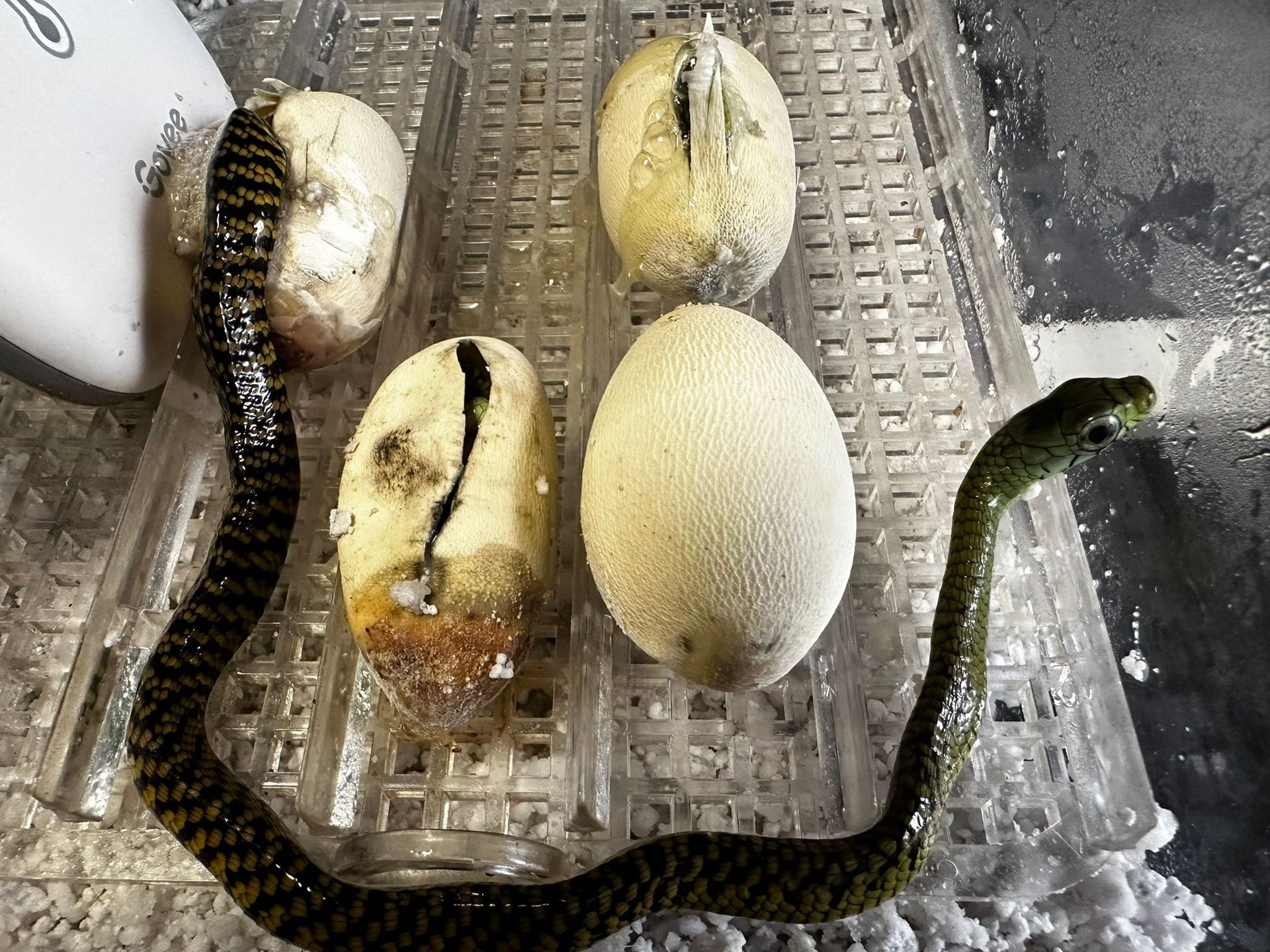 Mehrere Reptilieneier und eine schwarz-gelbe Schlange in einer durchsichtigen Plastikwanne