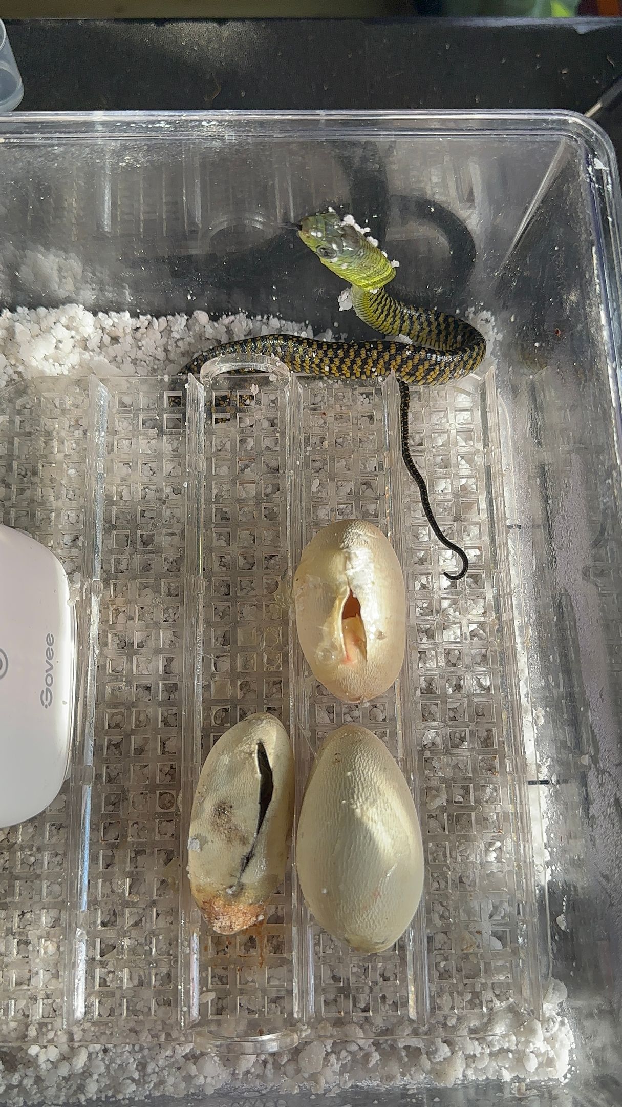 Drei blasse Eier in einem durchsichtigen Behälter mit einem kleinen grünen Insekt obenauf.