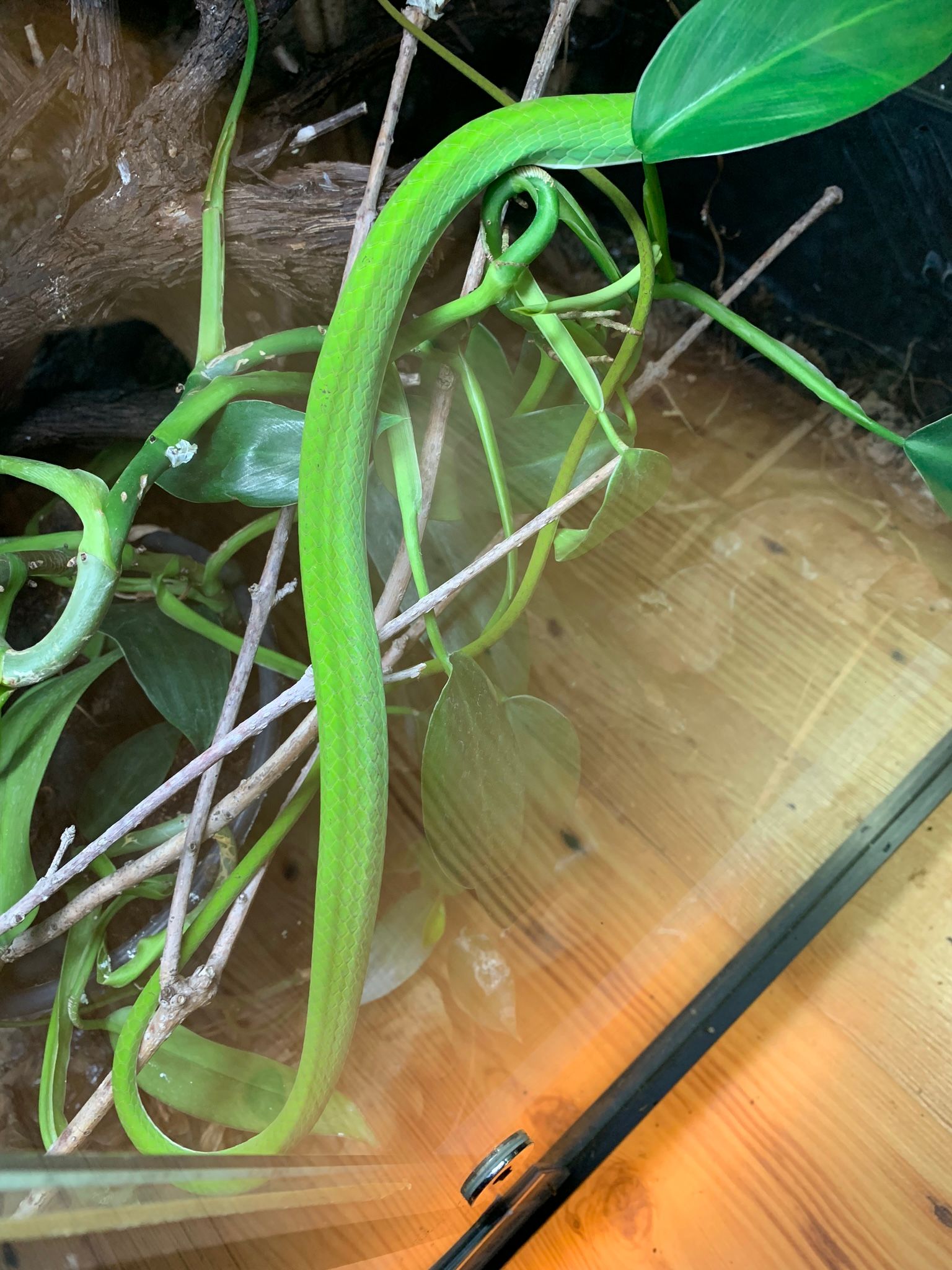 Eine leuchtend grüne Schlange lag zusammengerollt auf Ästen in einem Glas-Terrarium mit braunem Substrat.