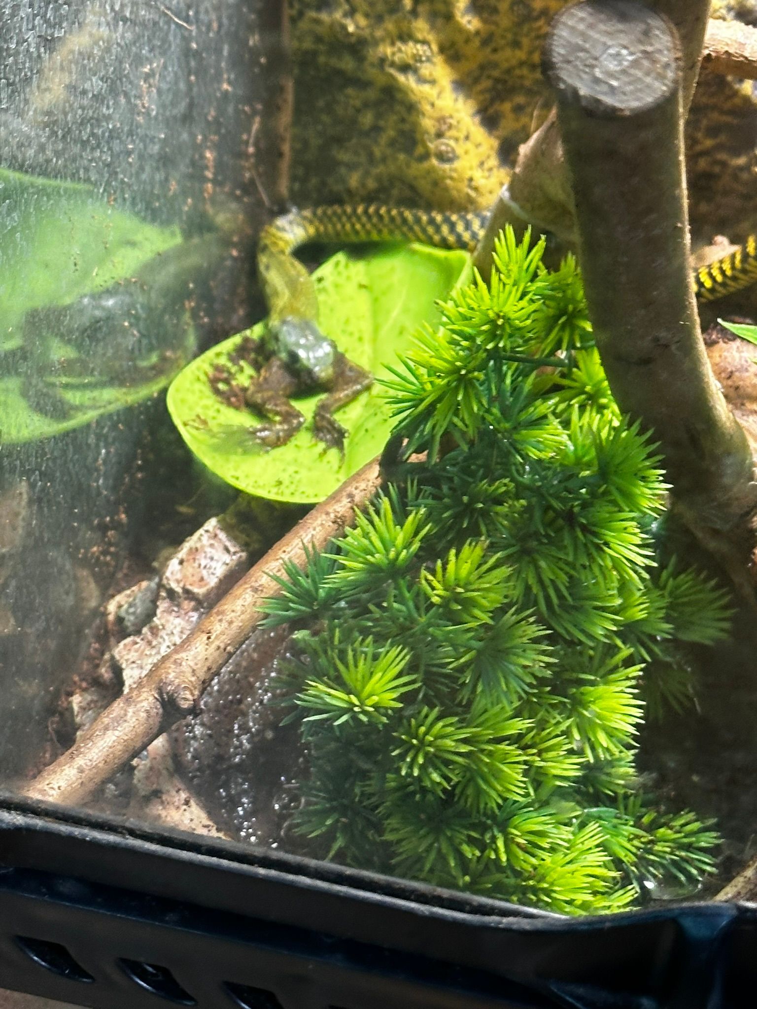 Grünes Aquarium mit einer Eidechse auf einem Baumstamm, umgeben von leuchtenden Pflanzen und Blättern