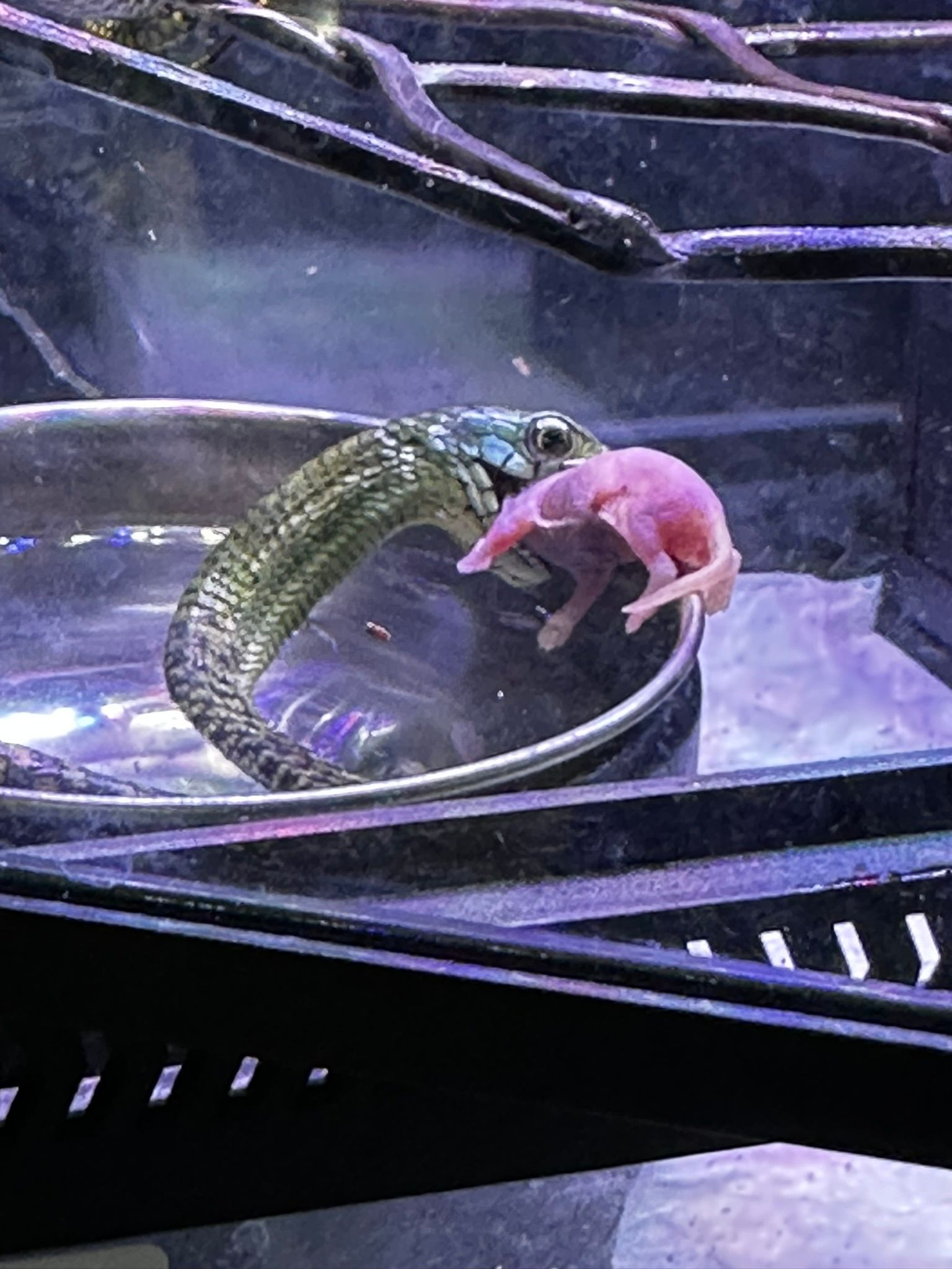 Ein grünes Krokodil stürzt sich in einem dunklen, aquariumsähnlichen Gehege auf ein rosa Plüschtier.