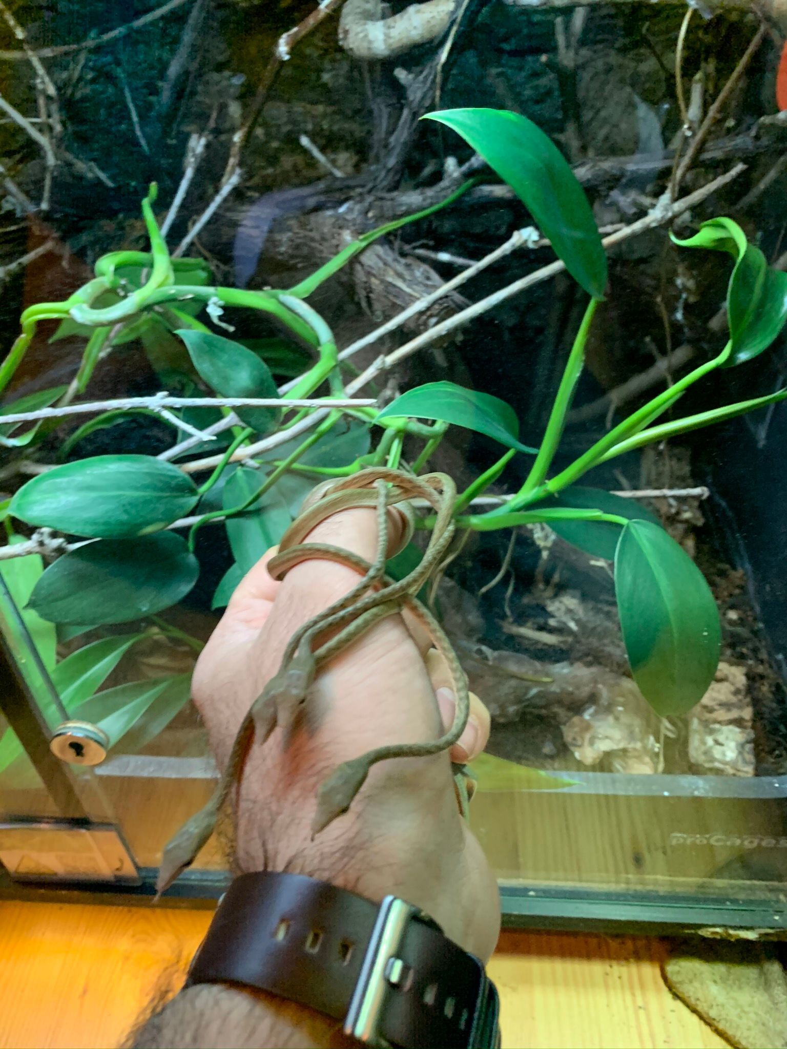 Eine Hand hält eine grüne Kletterpflanze in einem Glas-Terrarium mit Moos und Holzzweigen.