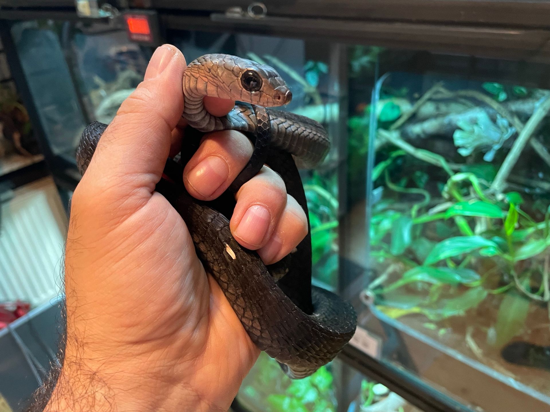 Eine Hand hält eine kleine Eidechse mit rötlichem Kopf vor einem Glas-Terrarium mit grünen Pflanzen.