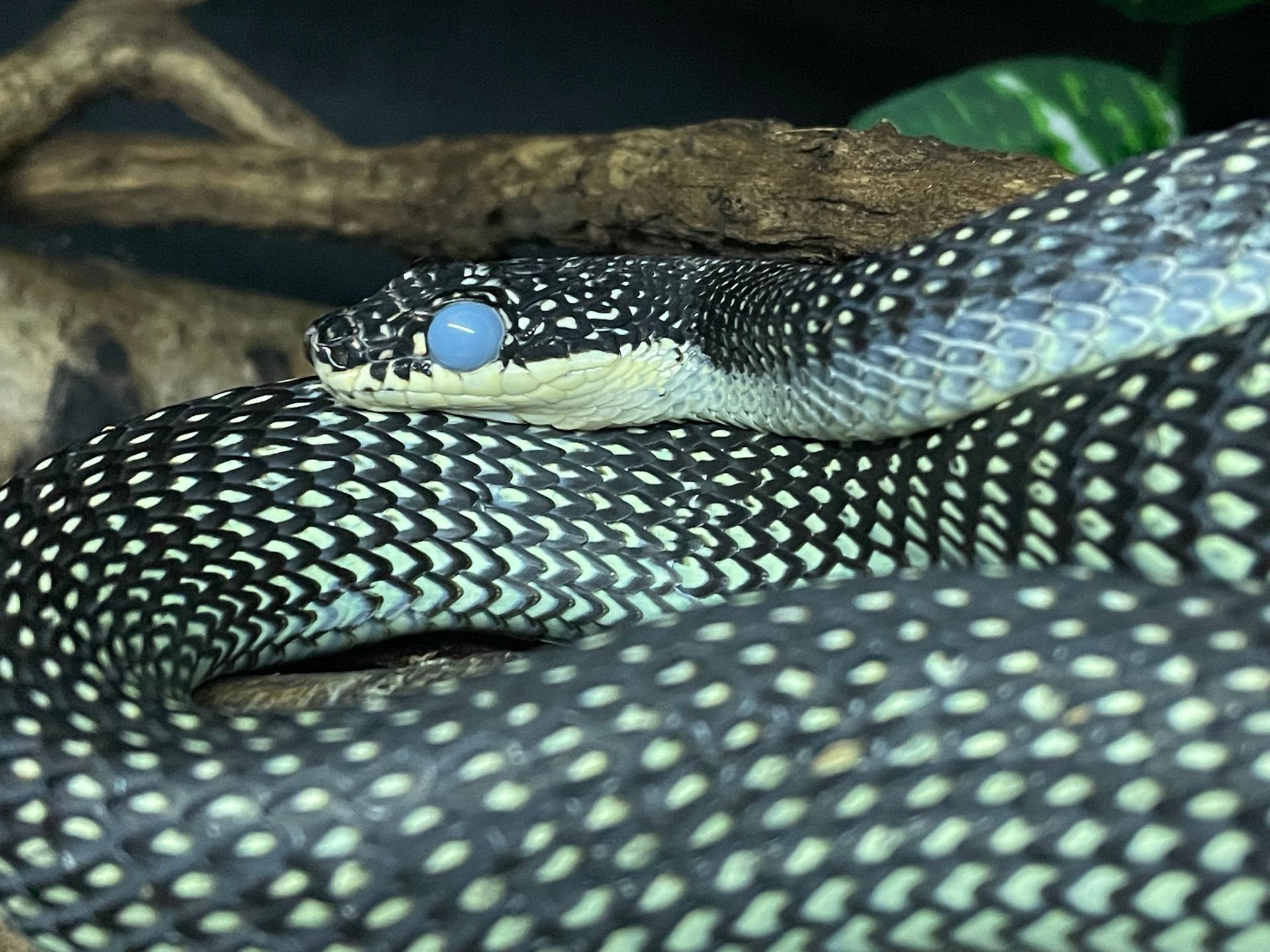 Nahaufnahme einer zusammengerollten schwarz-weißen Schlange mit blauem Auge, die auf Ästen ruht.