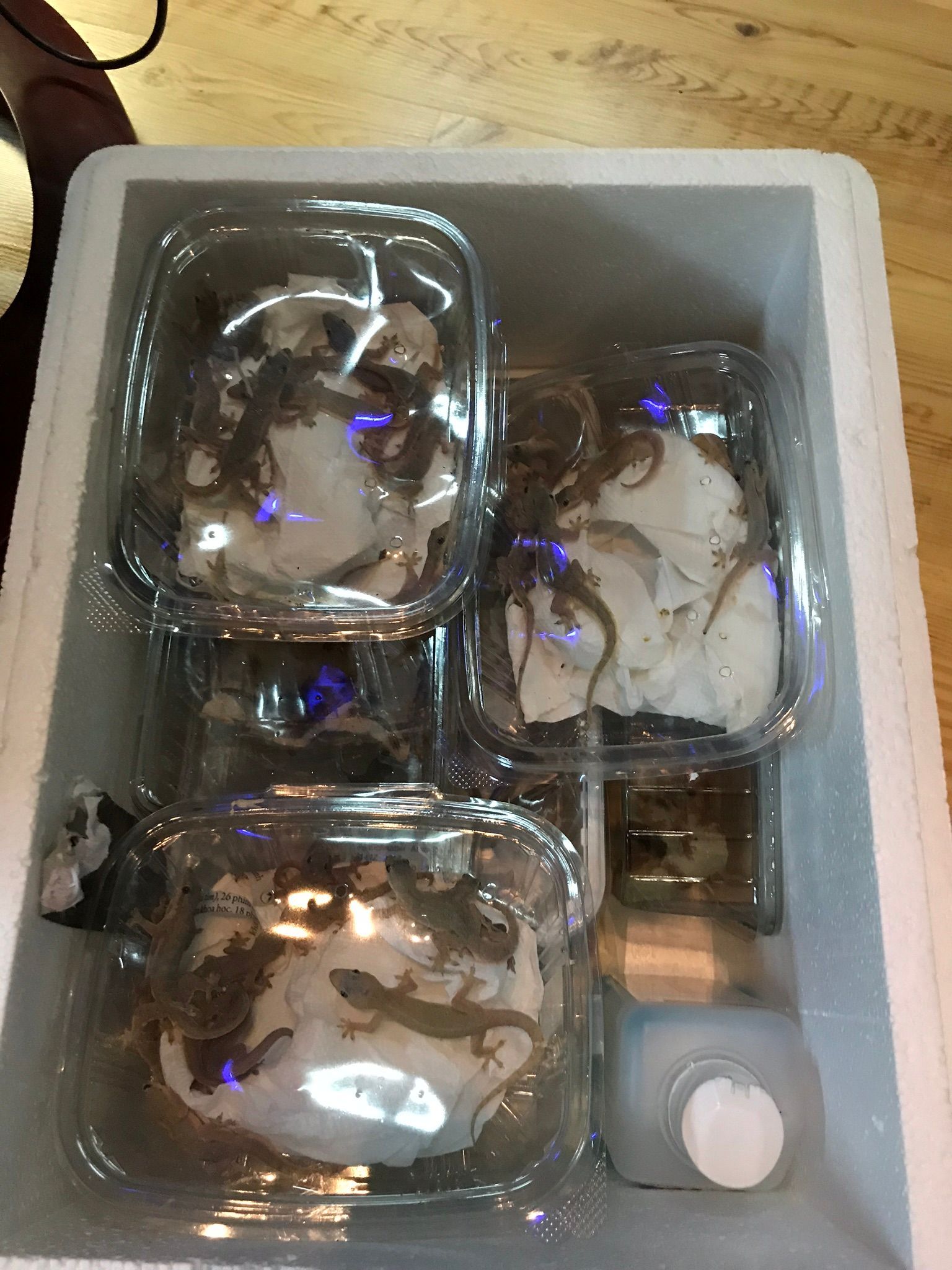 Plastikbehälter mit mehreren Fächern für Lebensmittel, in Folie verpackte Artikel und ein kleines Soßenschälchen in einer Styroporschale