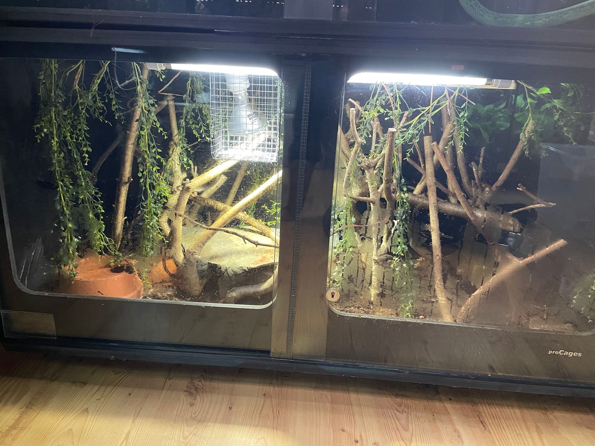 Zwei beleuchtete Terrarien mit Ästen, Pflanzen und Glasfronten in einem dunklen Raum