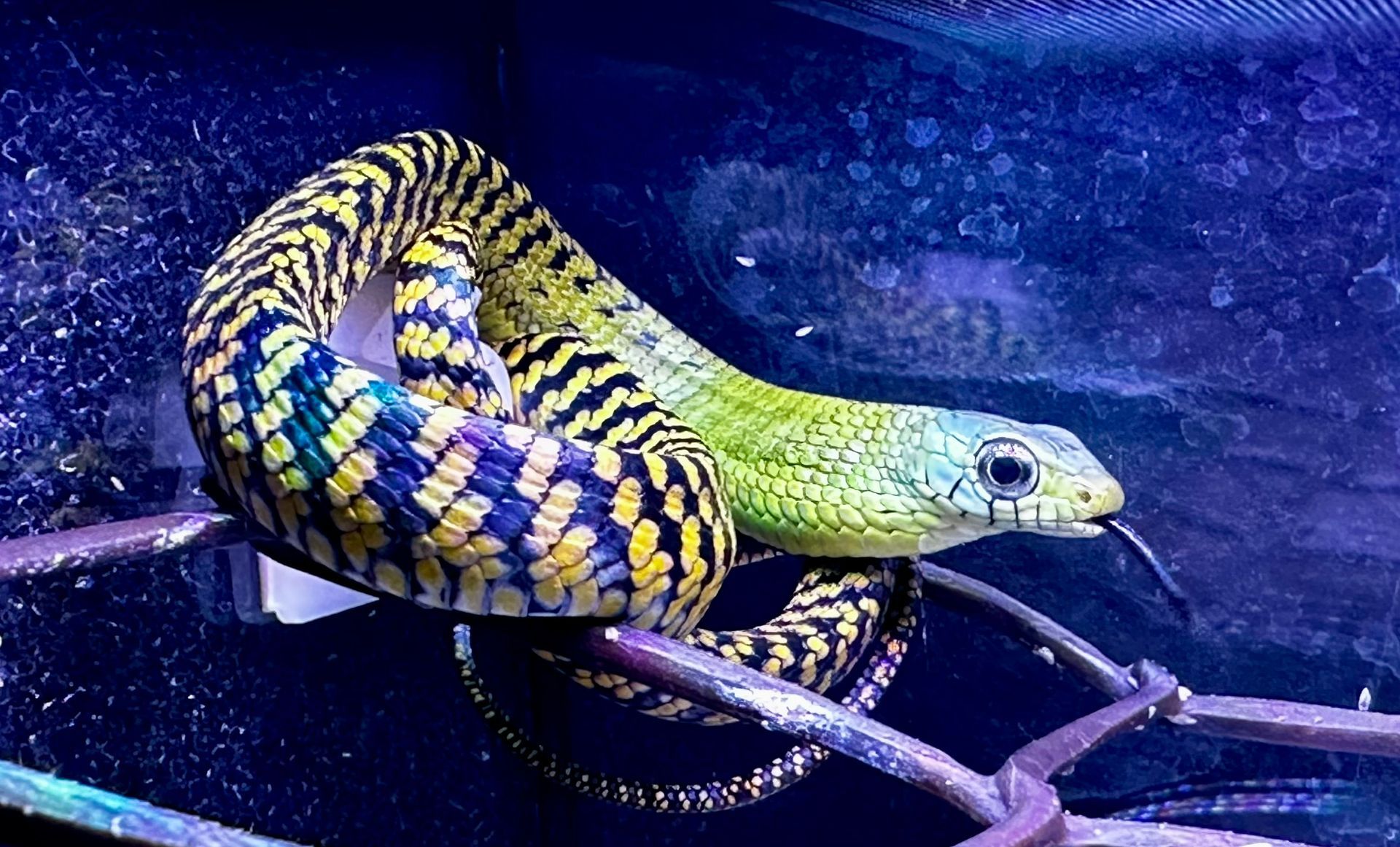 Eine gelb-schwarze Schlange hat sich in einem Aquarium auf einem Ast zusammengerollt.