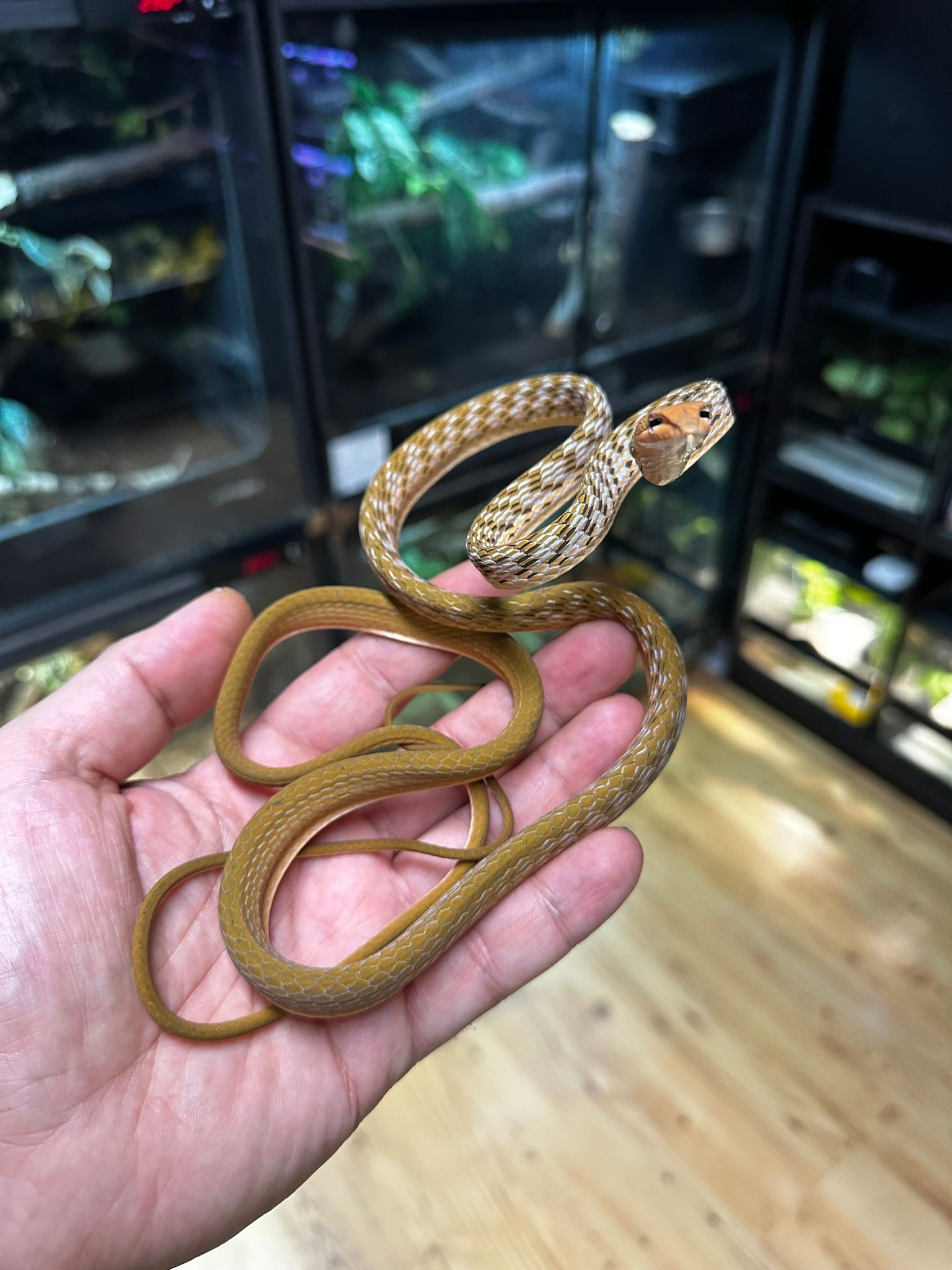 Eine Hand hält eine kleine braune Schlange mit gemusterten Schuppen in einem Terrarium in einem Reptiliengeschäft.