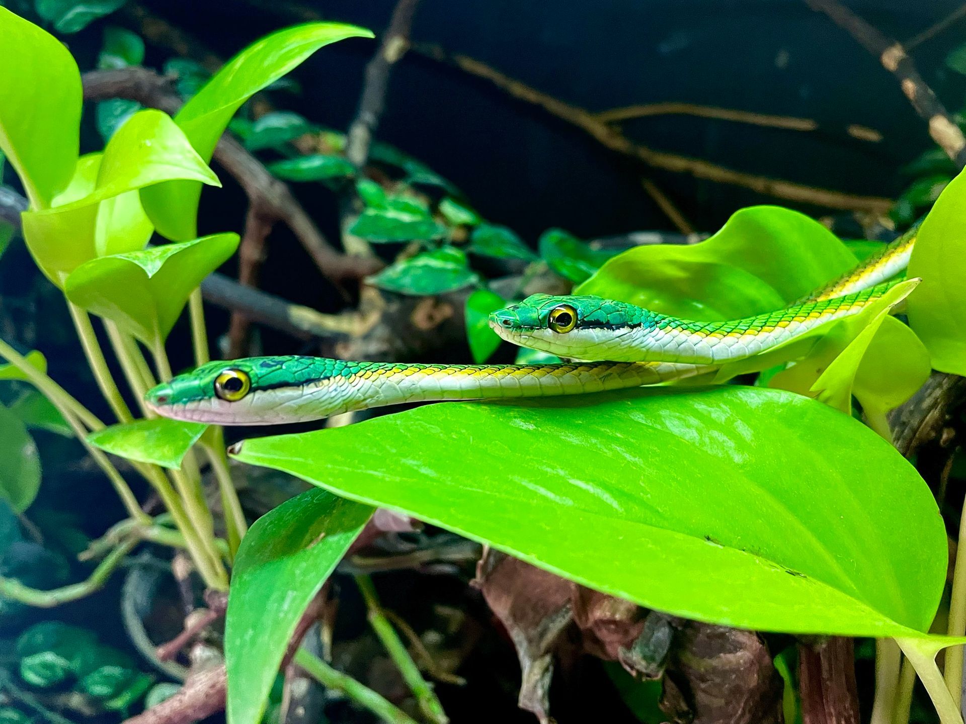 Zwei grüne Eidechsen ruhen auf leuchtenden Blättern in einem üppigen Tank
