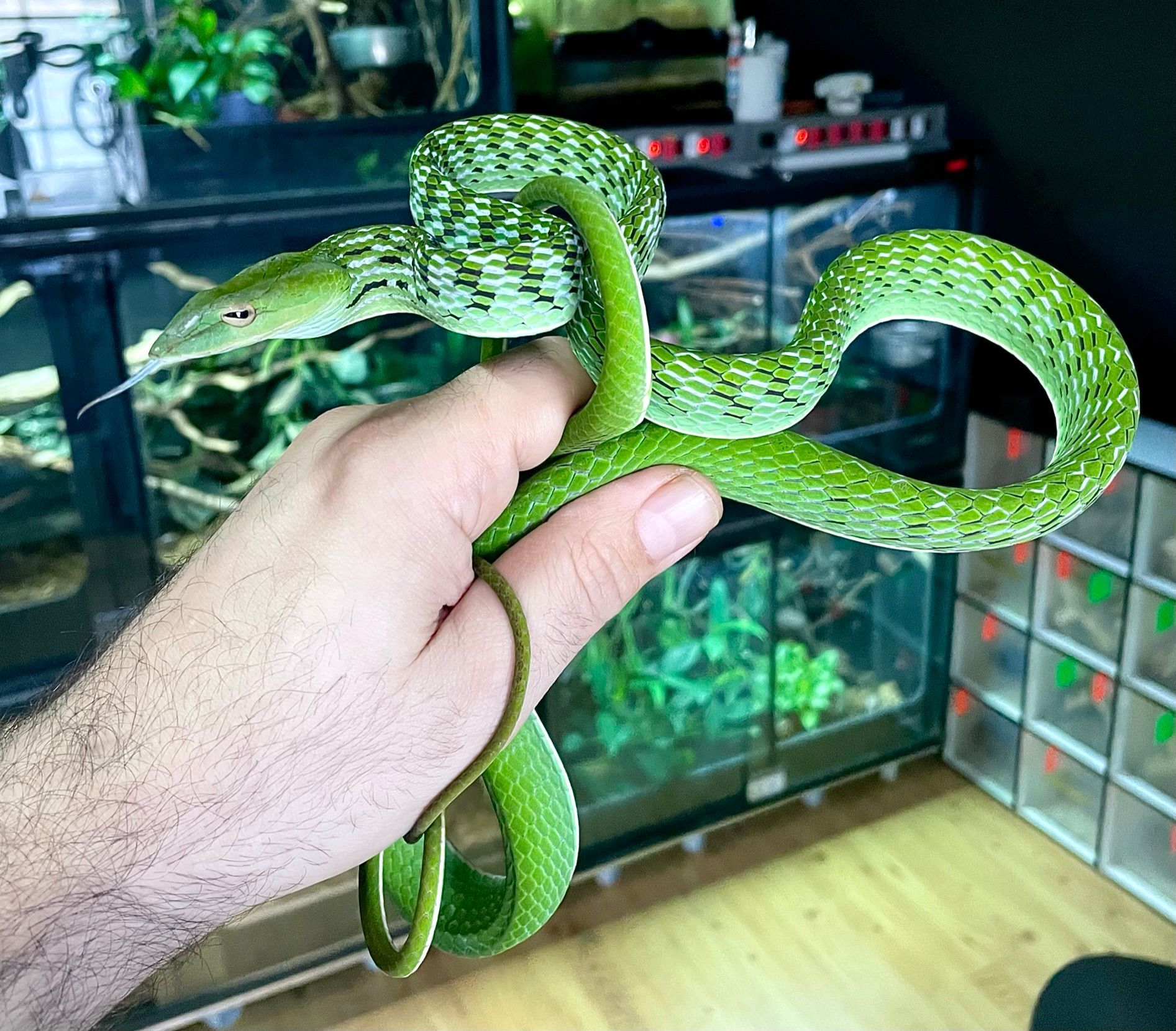 Grüne Schlange wickelte sich in einem Terrarium um eine Hand.