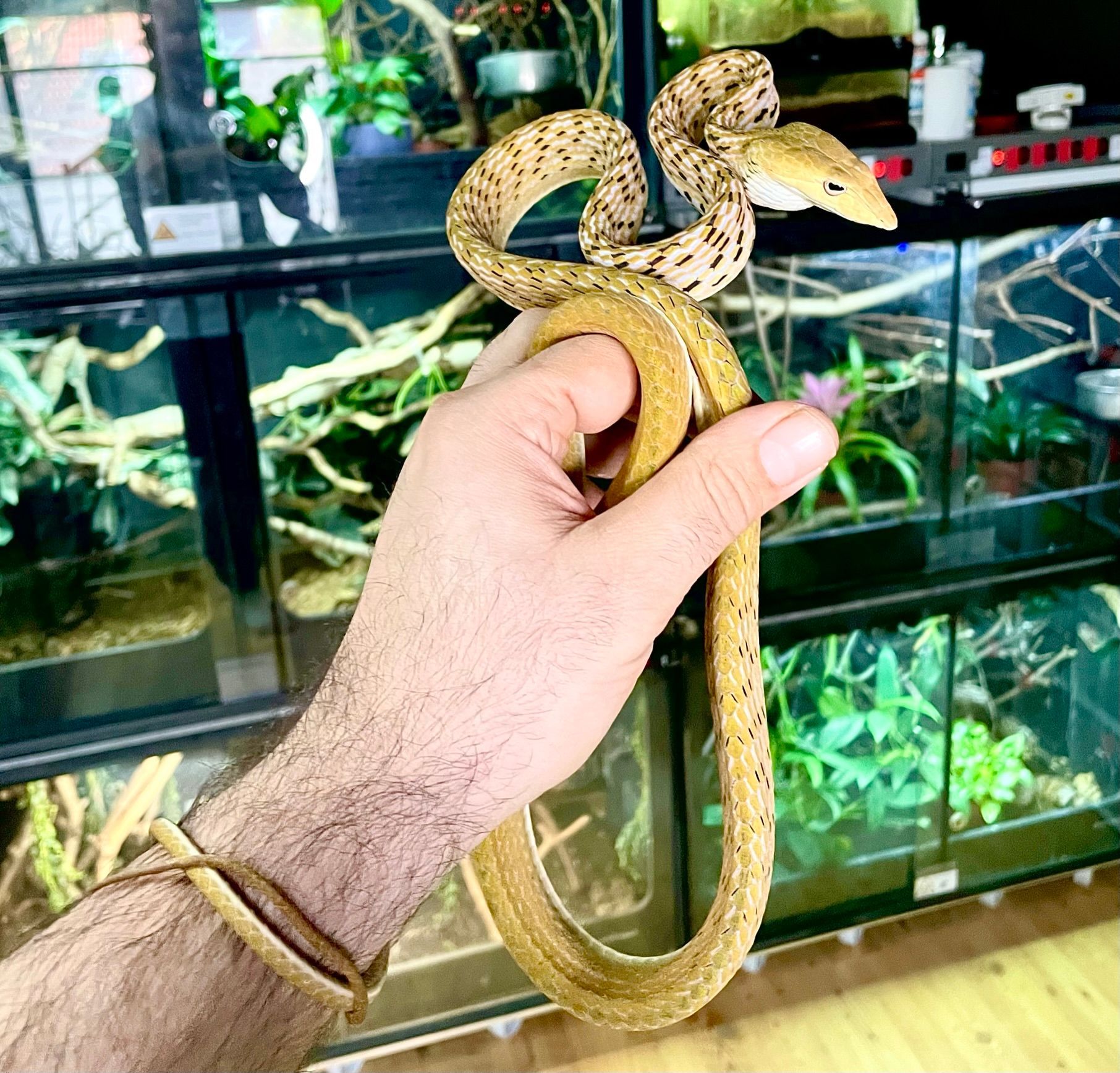 Eine Hand hält eine gelbe Schlange vor Glas-Terrarien mit grünen Pflanzen.