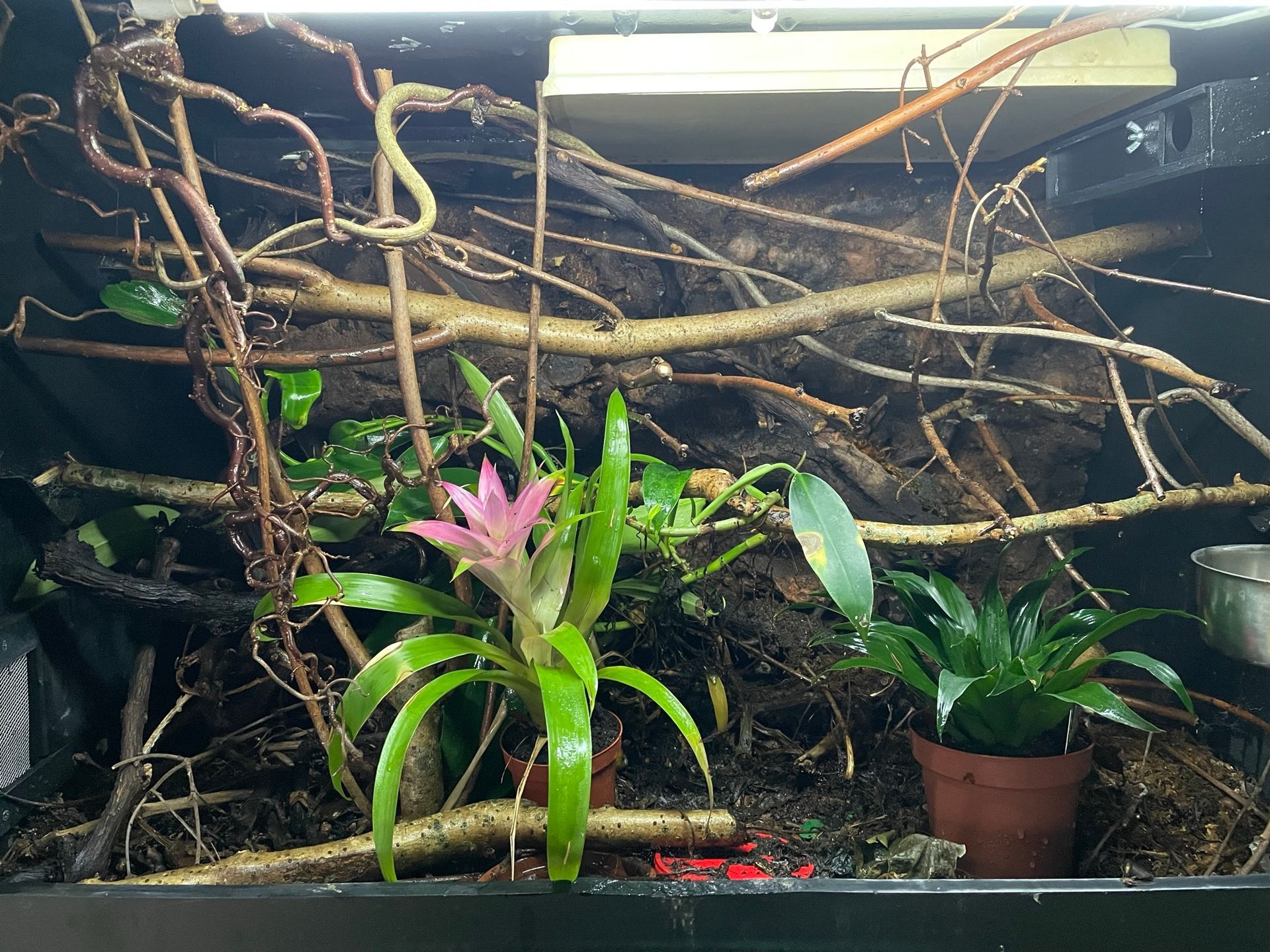 Aquarium-Terrarium mit verhedderten Ästen, Moos und zwei grünen Topfpflanzen, von denen eine rosa blüht.