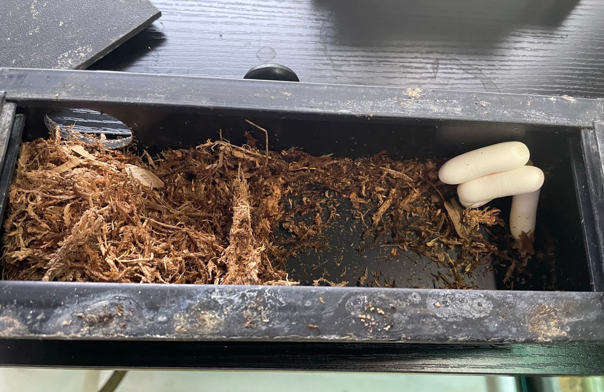 Schwarzer Pflanzkasten mit Erde und Mulch, an dessen rechtem Ende ein kleines weißes Objekt zu sehen ist