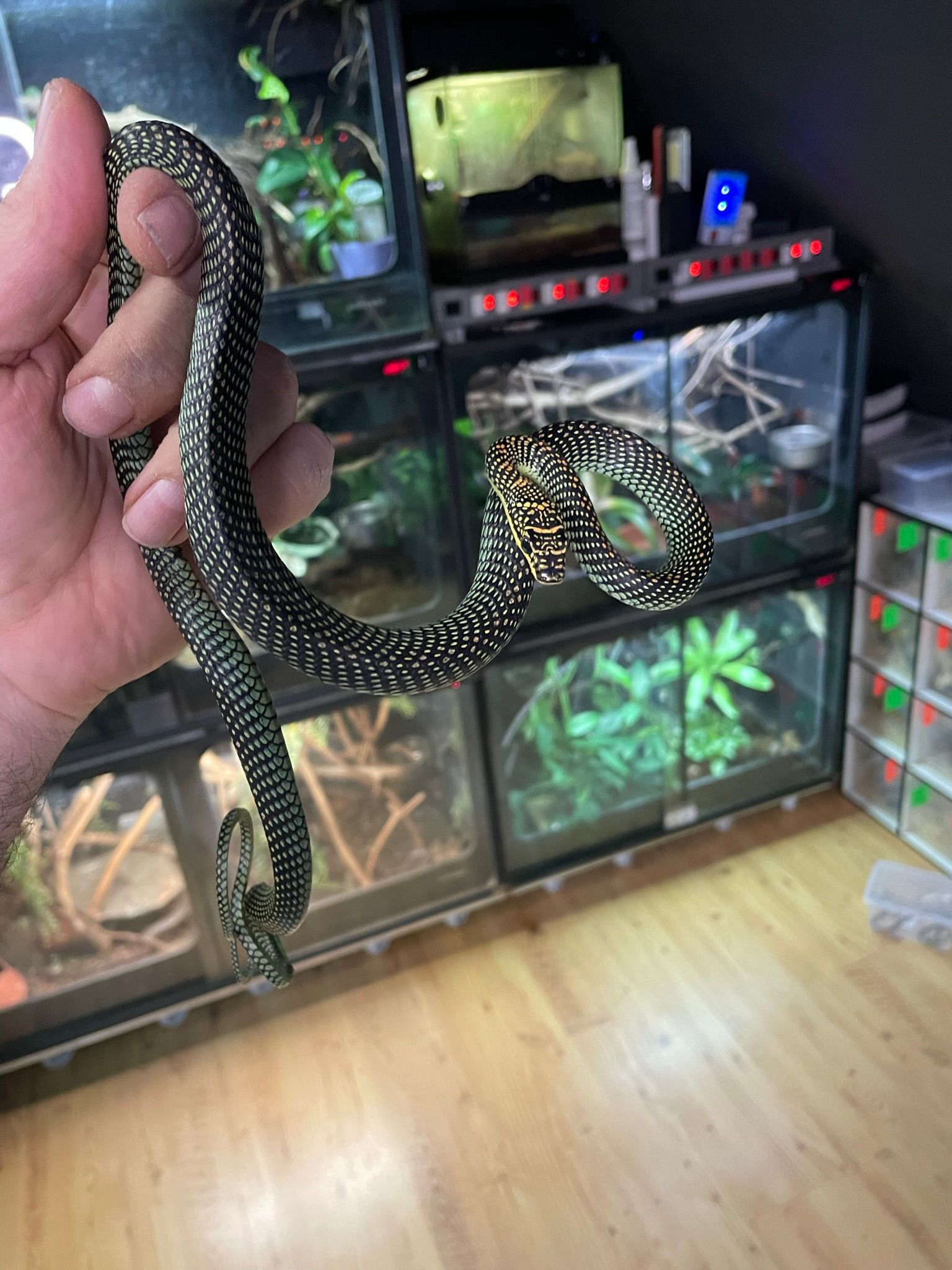 Eine Hand hält eine schwarz-weiß gemusterte Schlange vor gestapelten Terrarien und Reptilienbehältern.