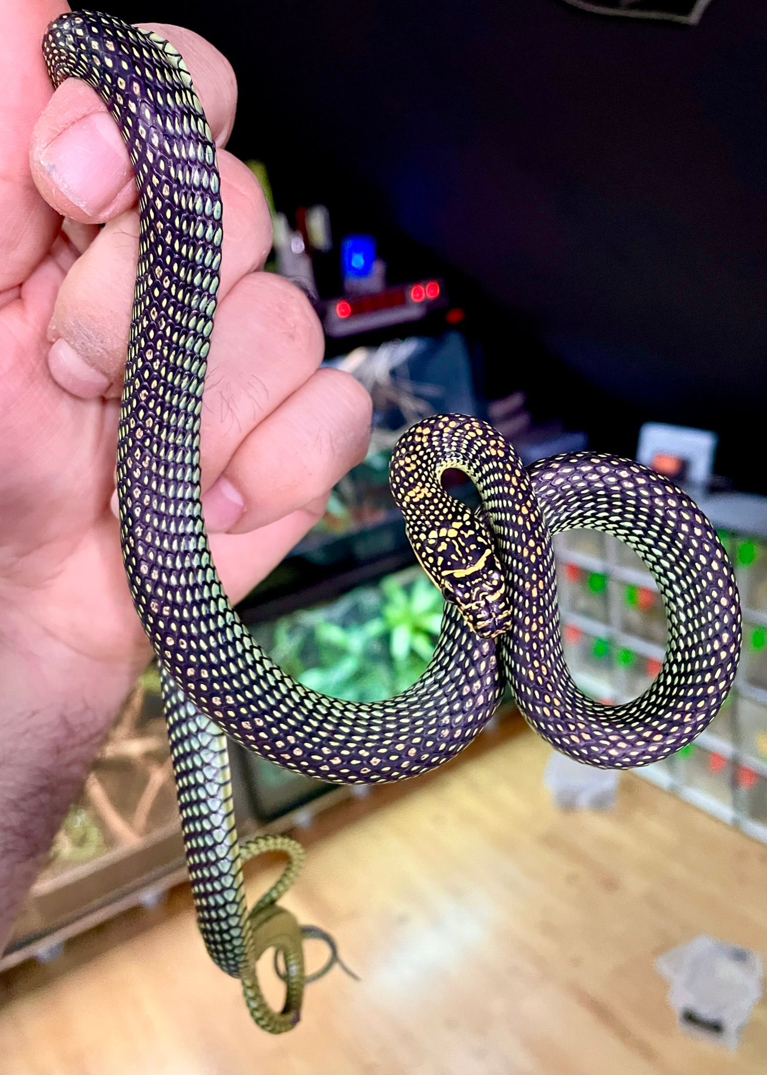 Eine Hand hält eine gesprenkelte, schwarz-weiße Schlange, die sich über einen Holztisch gewickelt hat; im Hintergrund ist ein verschwommenes Aquarium zu sehen.