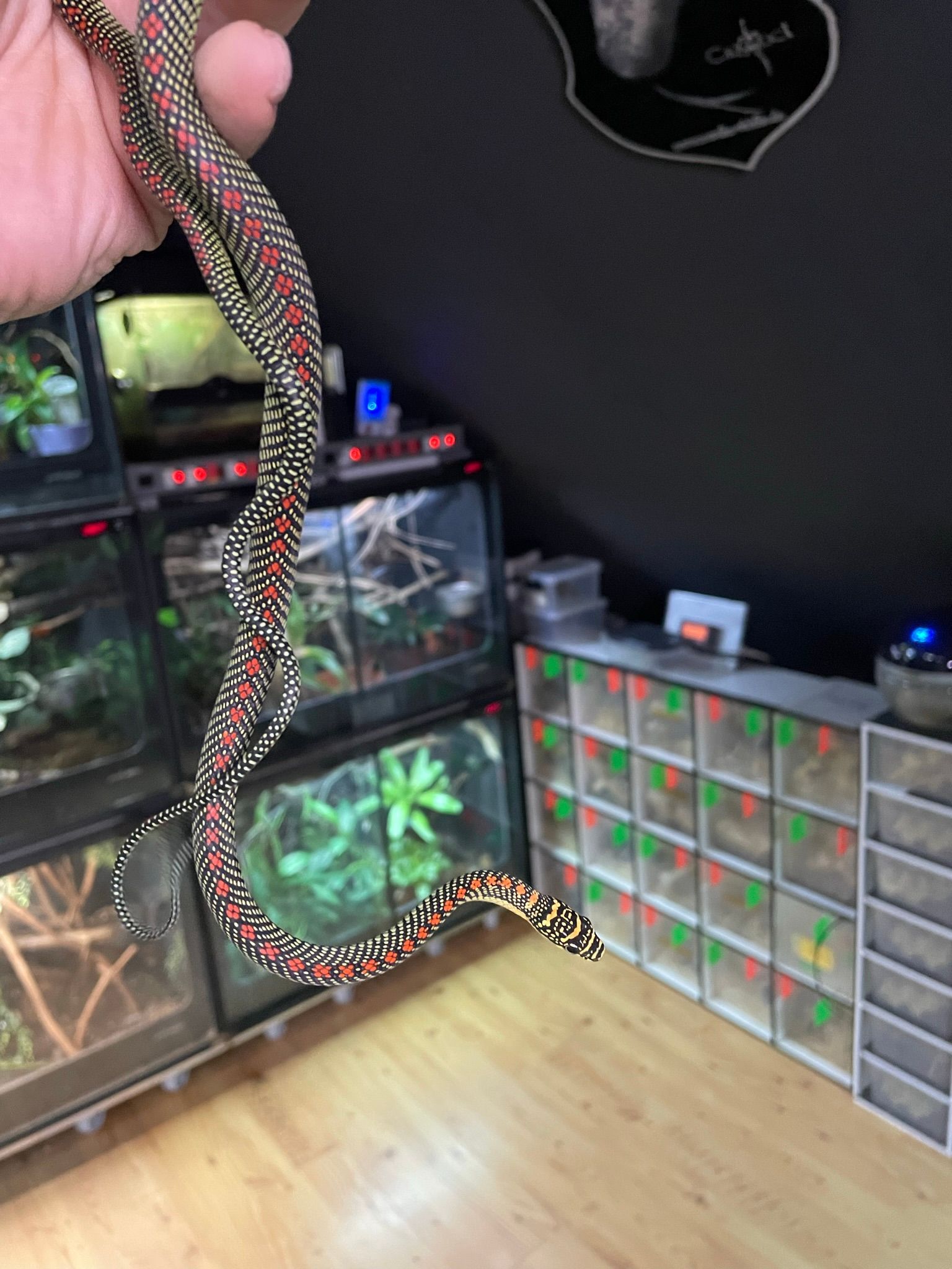 Eine bunte Schlange schmiegt sich über eine Hand in einem Raum mit Aquarien und Plastikschubladen.