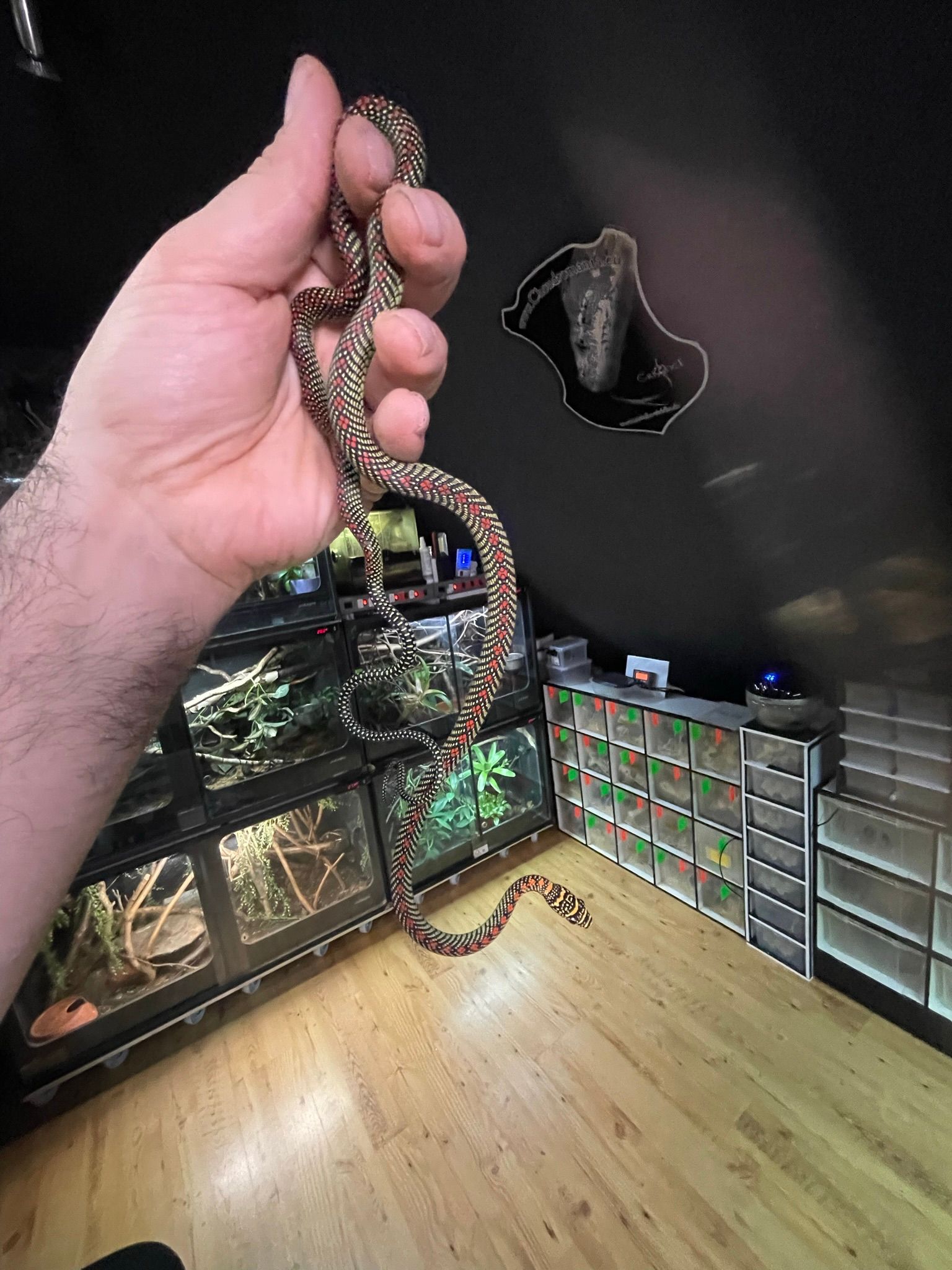 Eine Hand hält eine Spielzeugkette über einem Holzboden mit einem Terrarium für Reptilien und einer Schlange in der Ecke.