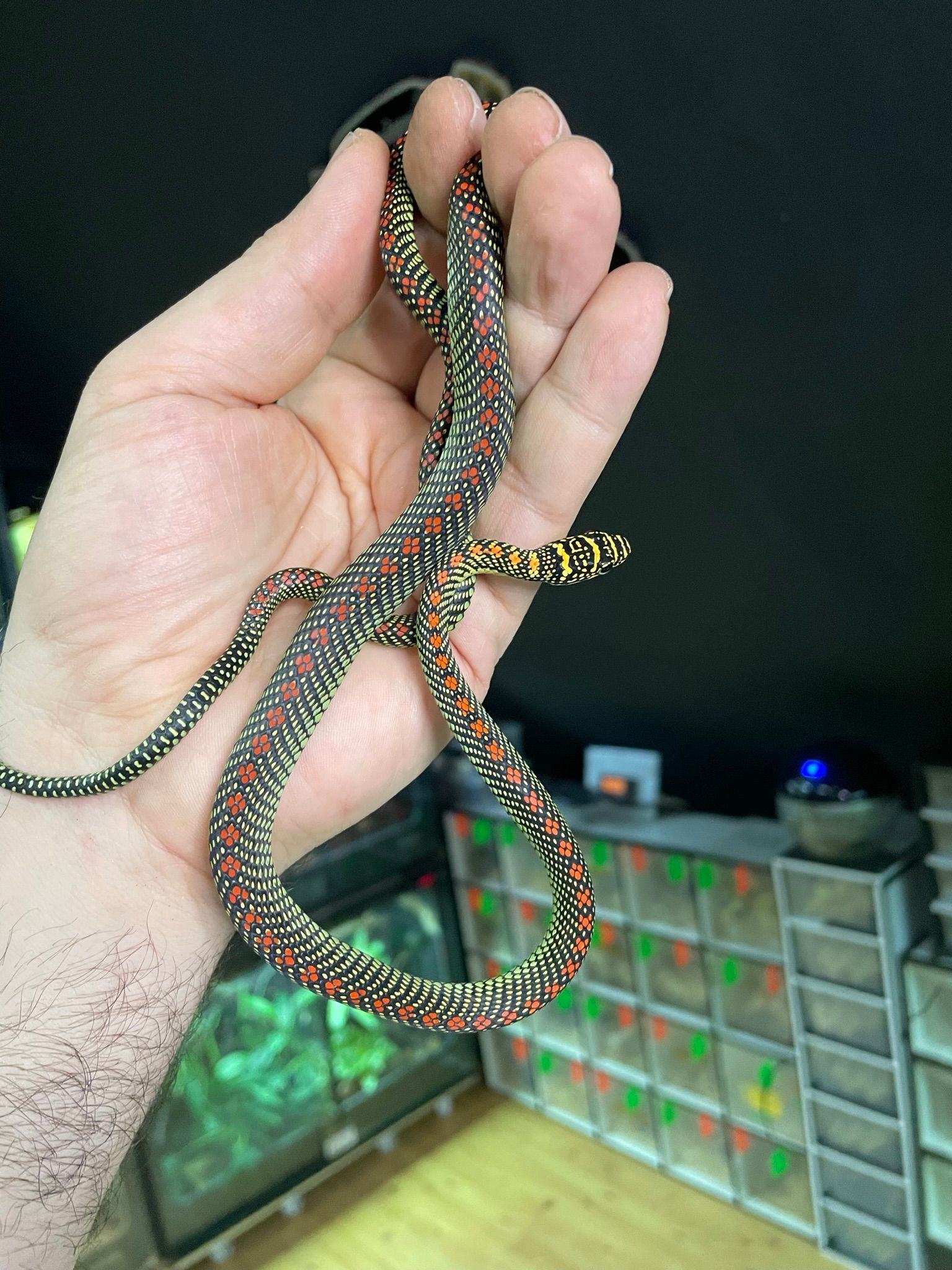 Eine Hand hält eine bunte, gemusterte Schlange vor gestapelten Terrarien und einem Aquarium.