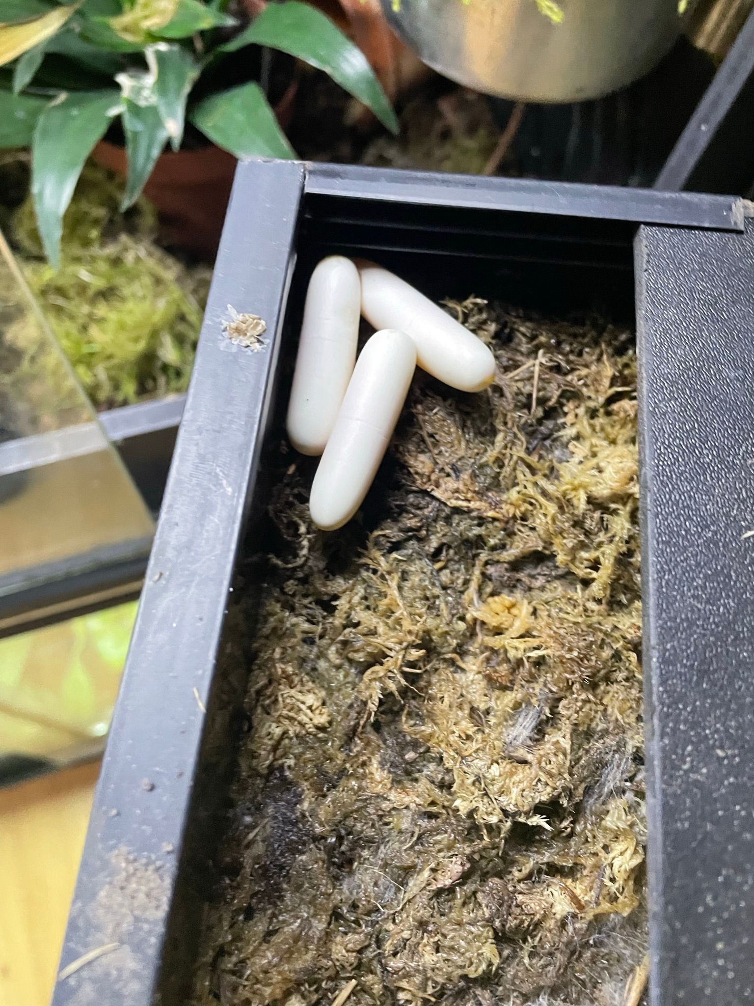 Drei weiße Kapseln auf der Erde in einem schwarzen Pflanzkasten