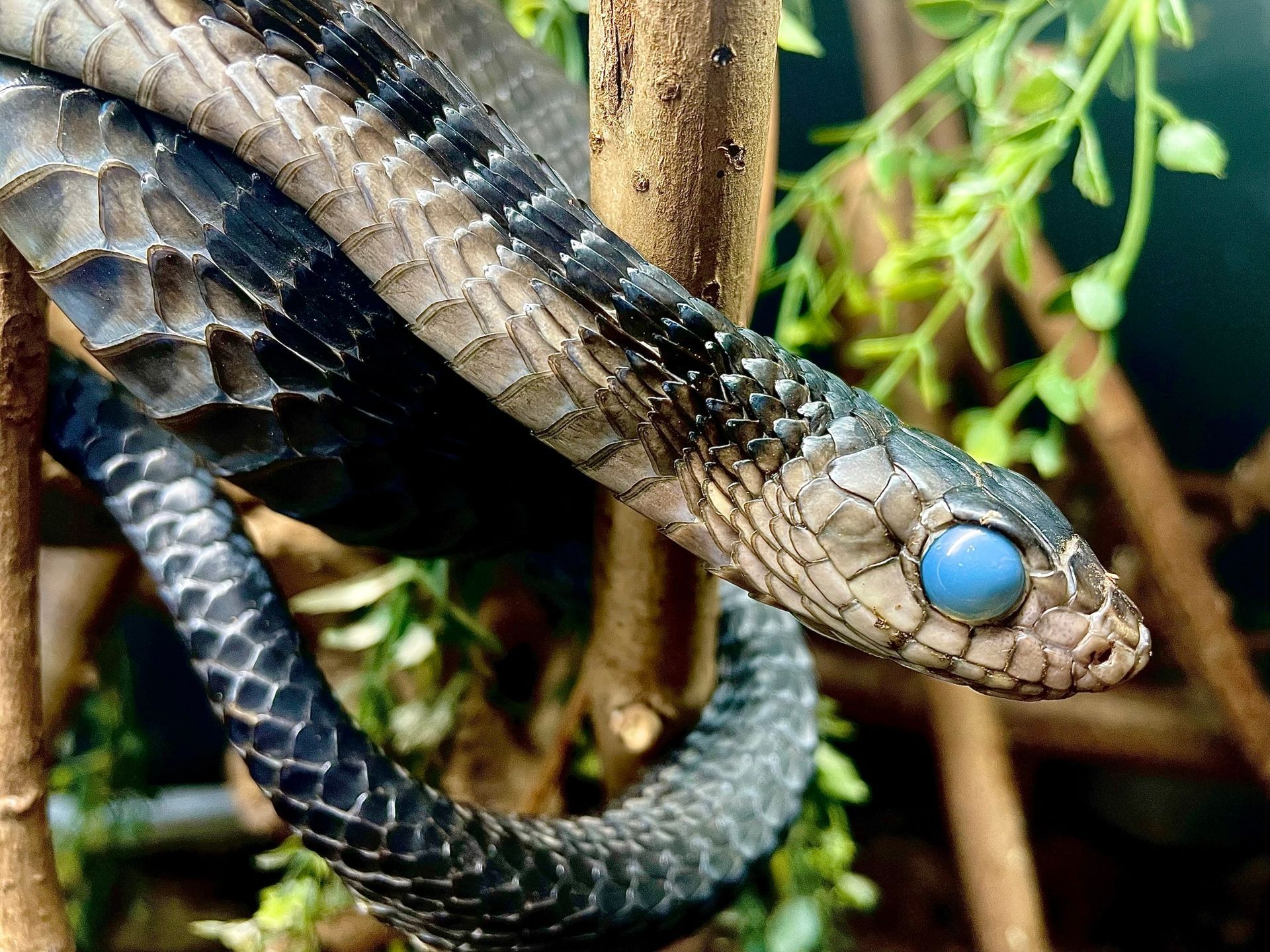 Nahaufnahme einer Schlange mit trüben blauen Augen, die sich zwischen Ästen und Blättern zusammenrollt.