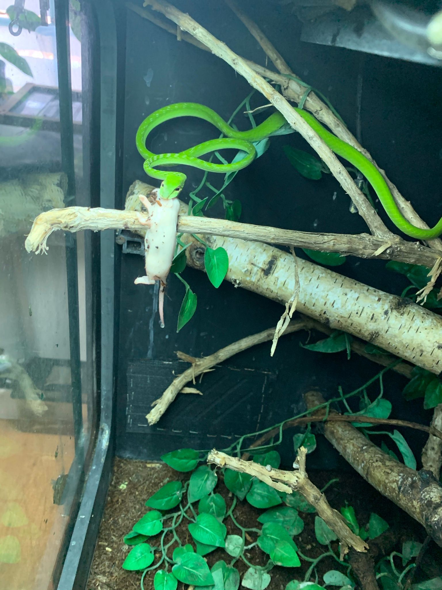Grüne Schlange, zusammengerollt auf einem Ast in einem Terrarium mit Blättern und Zweigen.
