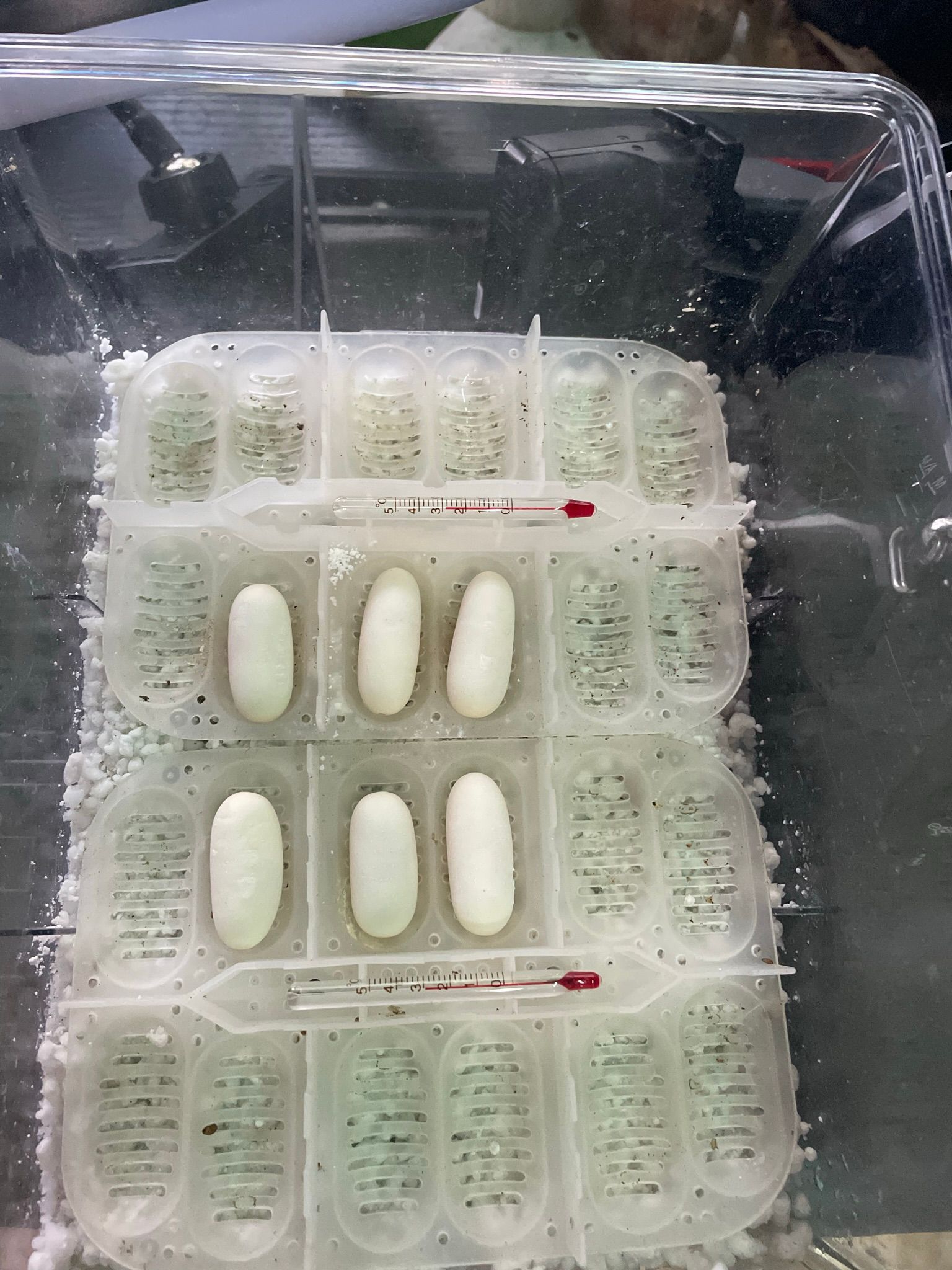 Weiße Kapseln in einer durchsichtigen Blisterverpackung in einem Plastikbeutel auf einer dunklen Oberfläche.