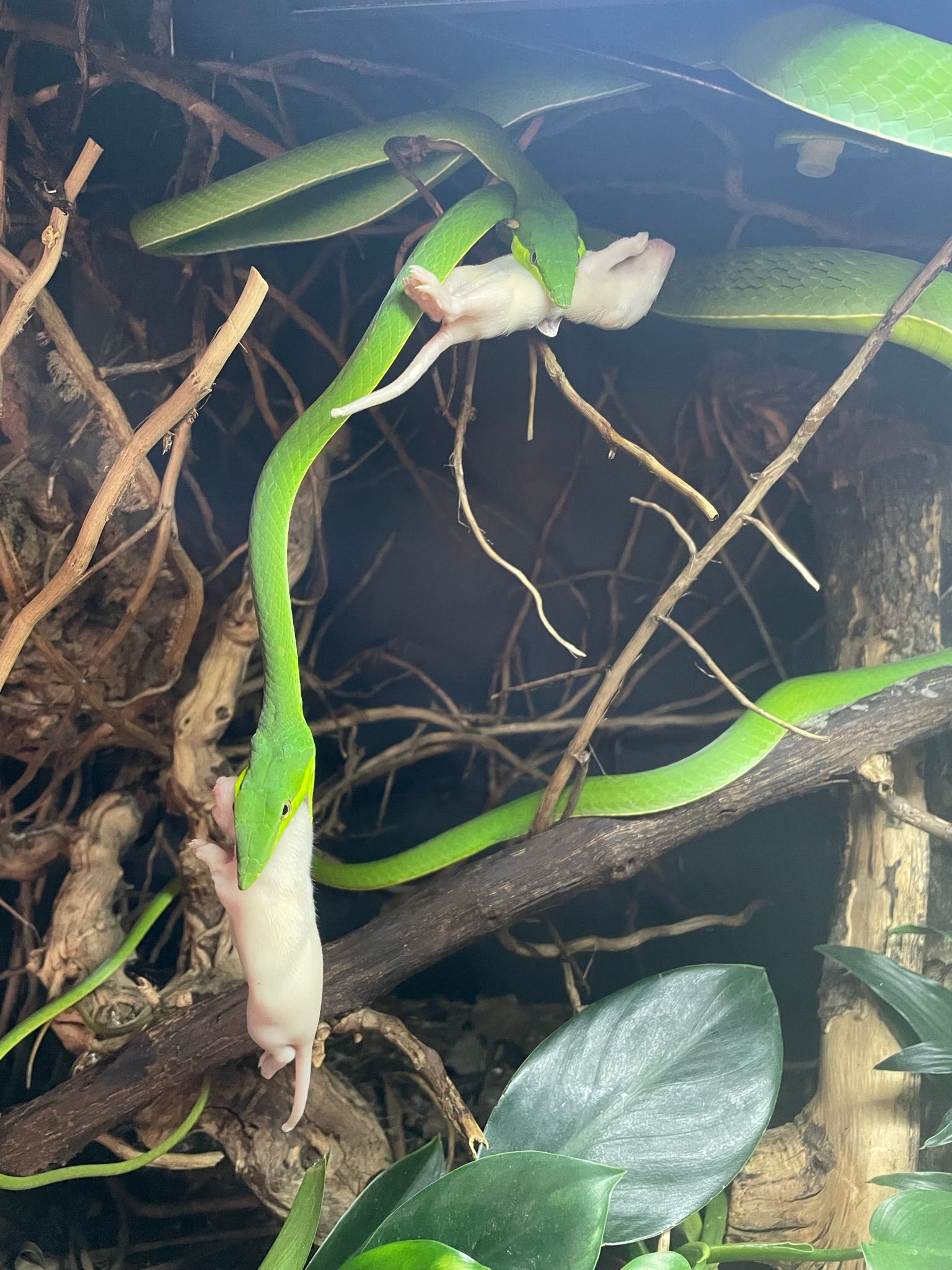 Grüne Ranken klettern an einem Baumstamm empor, mit weißen epiphytischen Auswüchsen und verwickelten Wurzeln in einer dichten Waldlandschaft.