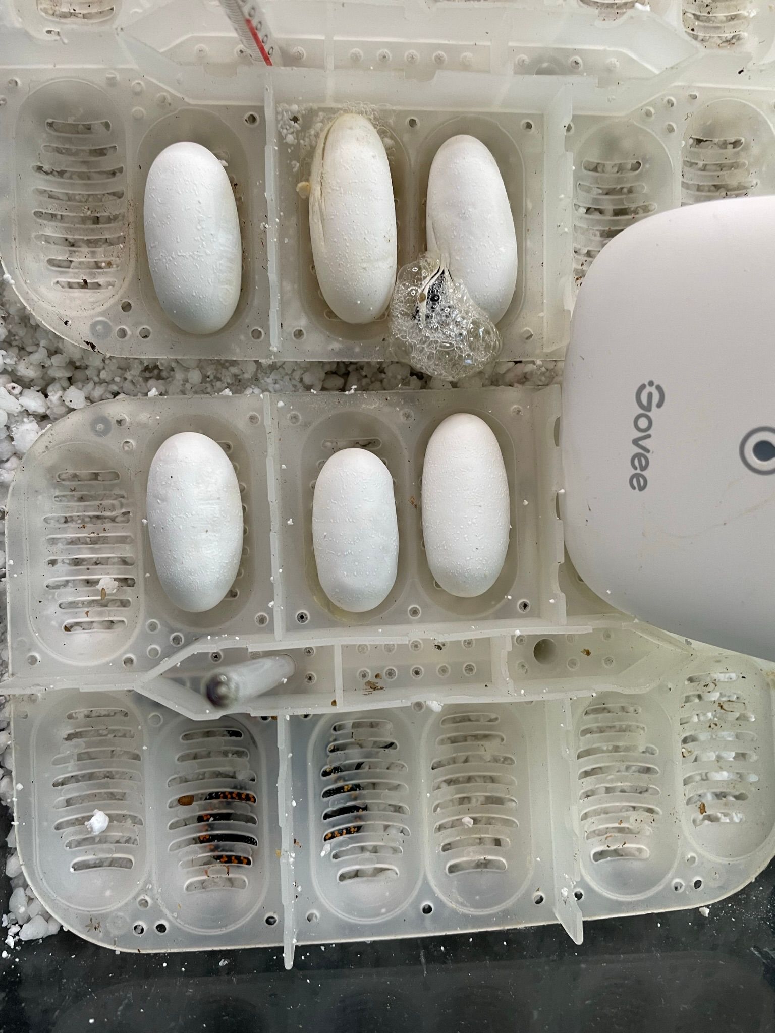 Geformte Kunststoffschale mit weißen, ovalen Tabletten, rechts daneben ein weißes Gerät mit der Aufschrift „Sone“.