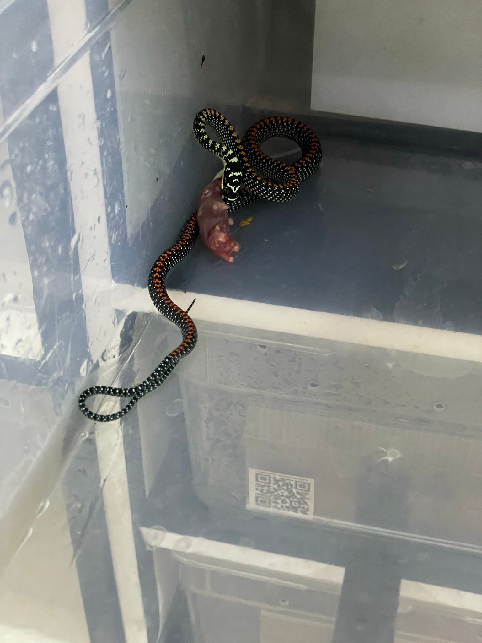 Eine schwarz-gelbe Schlange lag zusammengerollt auf einem Plastikbehälter neben einer toten Maus in einer Ecke im Haus.